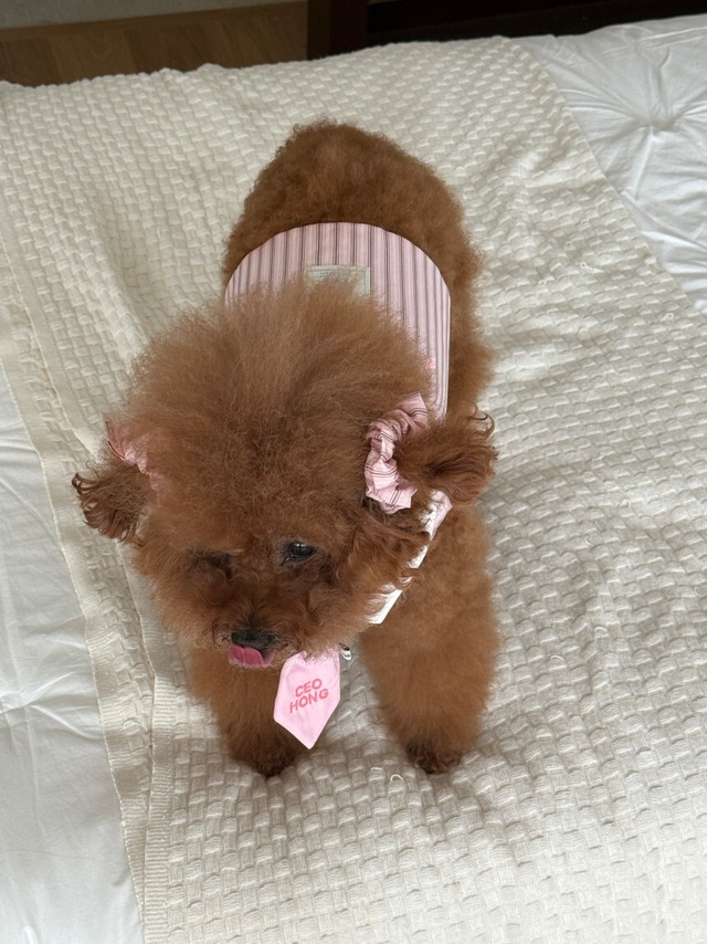 予約【tak!tak!tak!tak!】Vintage Stripe Bustier / 3color