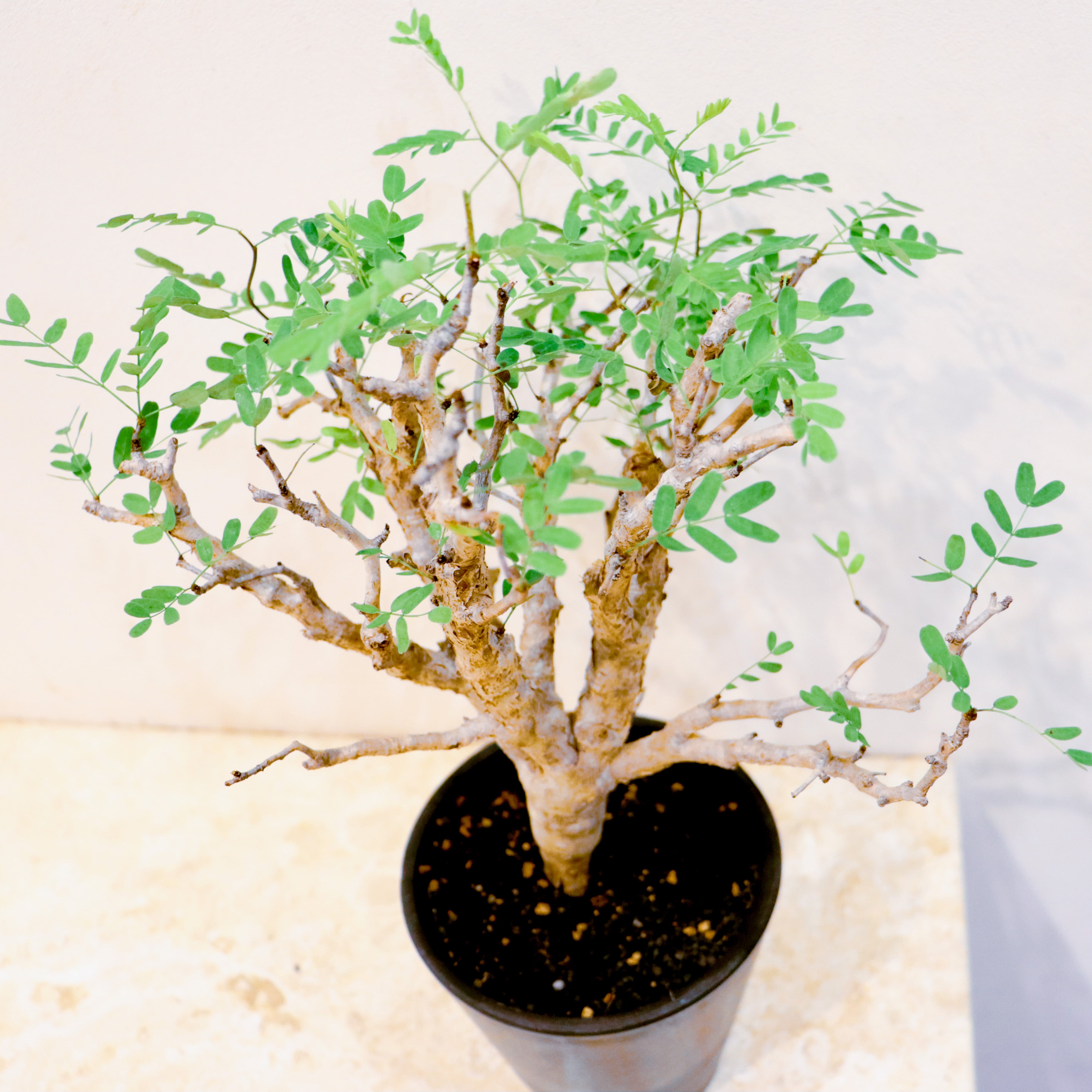 8月限定価格　センナ　メリディオナリス　特大　極太 レア】センナ メディリオナリス｜観葉植物（屋内/屋外 可）＃レア