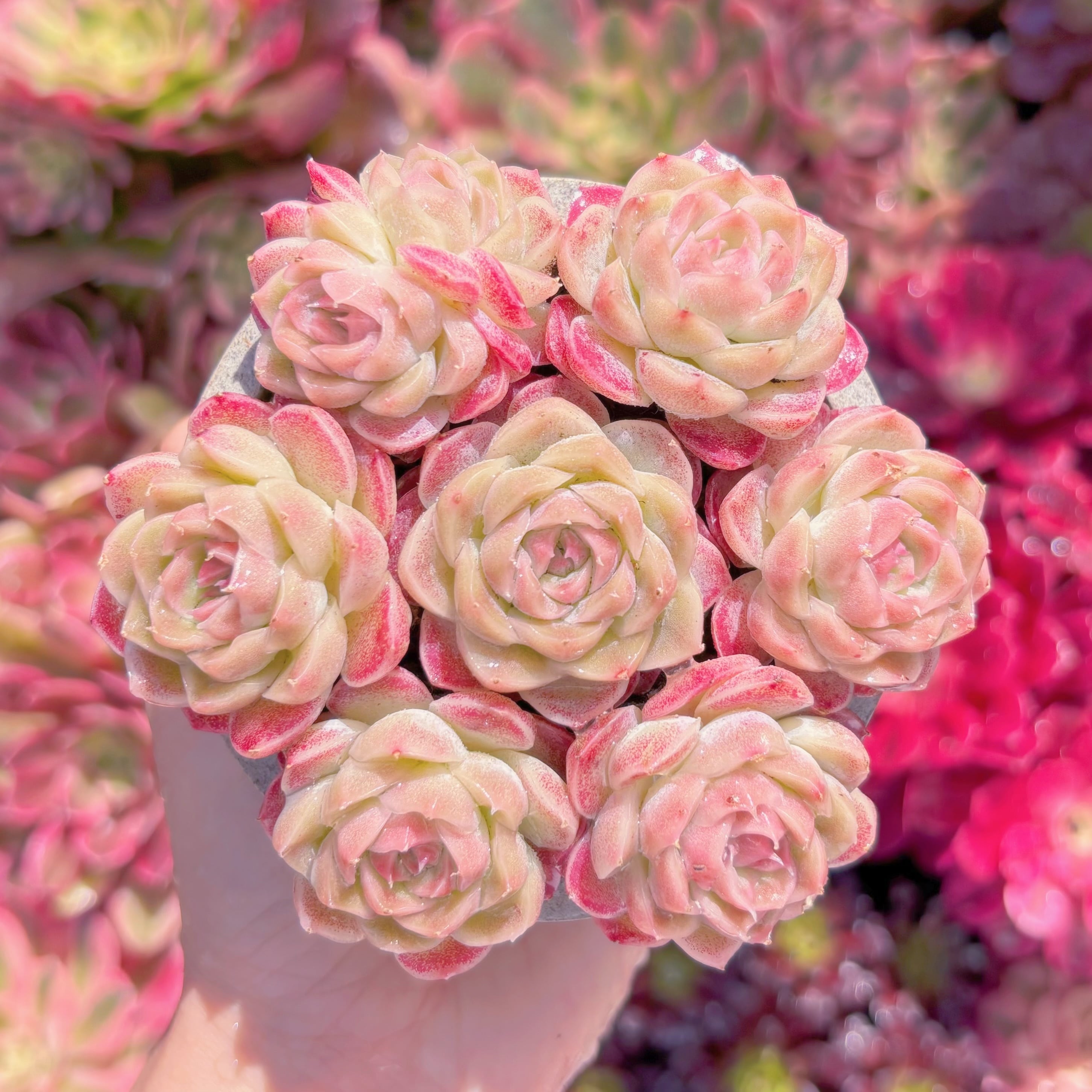 多肉植物　夢幻星雲(むげんせいうん)7苗　　るる農園