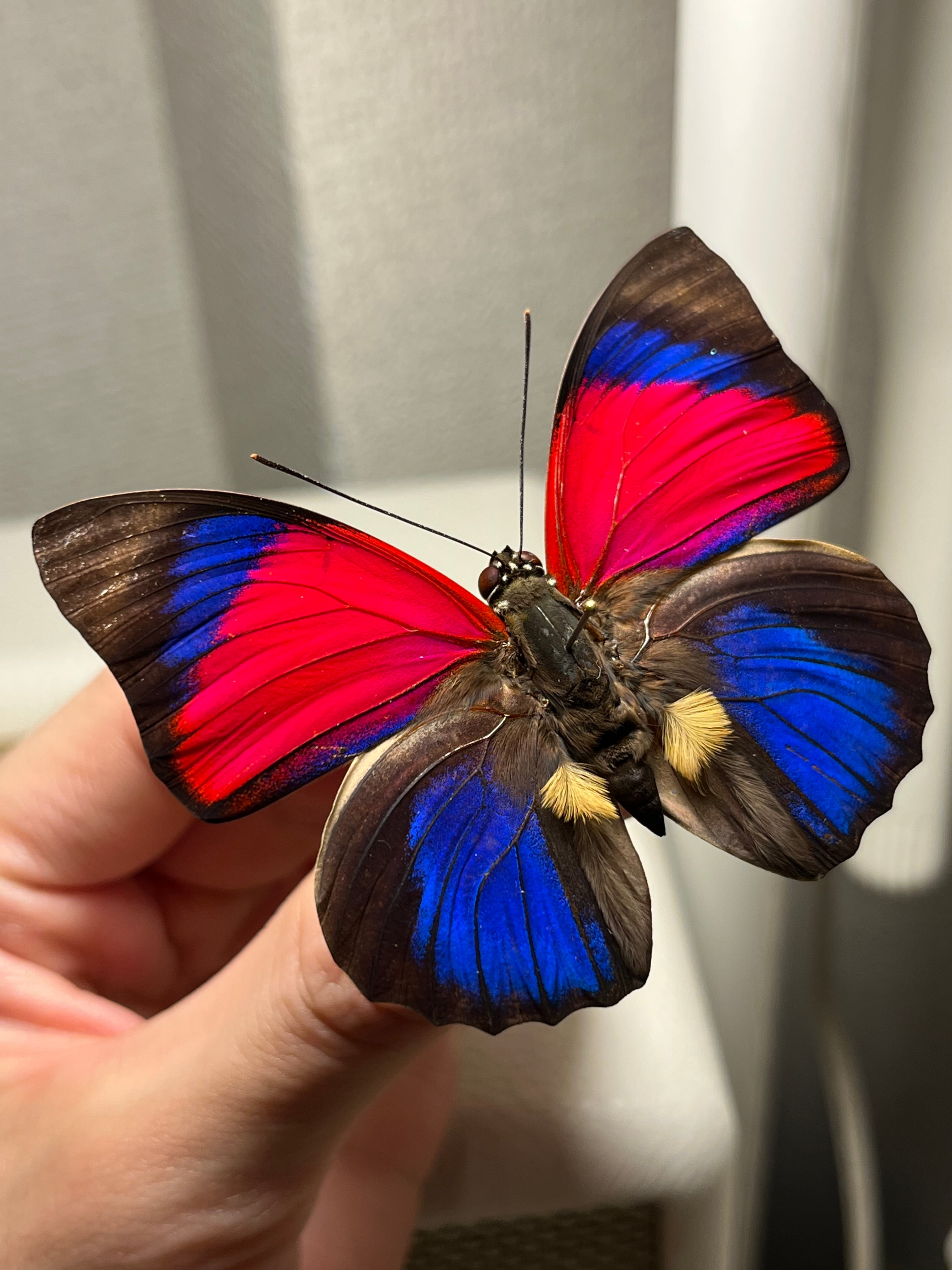 蝶・蛾 | オモニキチュウ