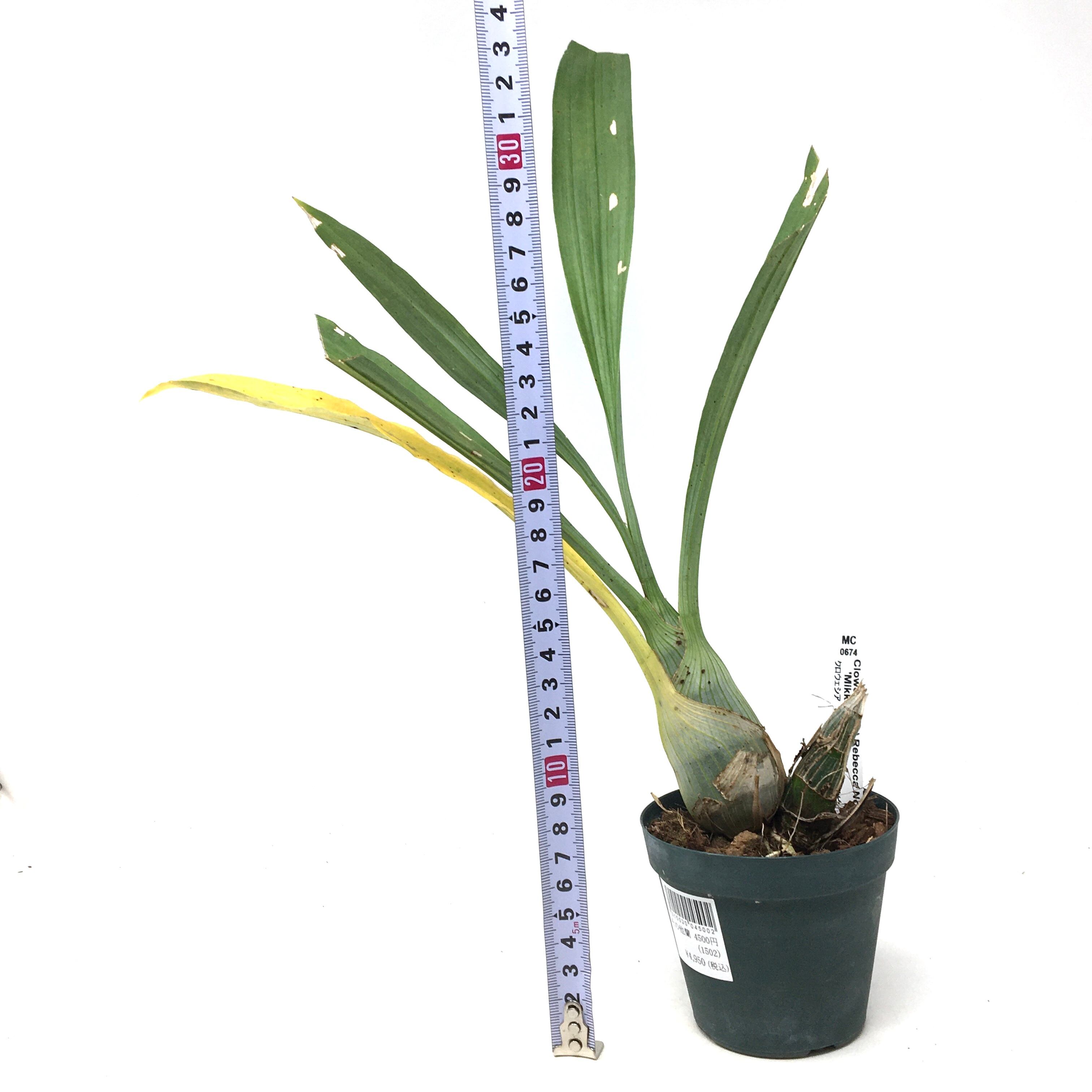 洋ラン　タケノコ蘭　クロウェシア　レベッカノーザン【匿名配送】 クロウェシア レベッカ ノーザン 'ミッカビ' Clowesia Rebcca Northen