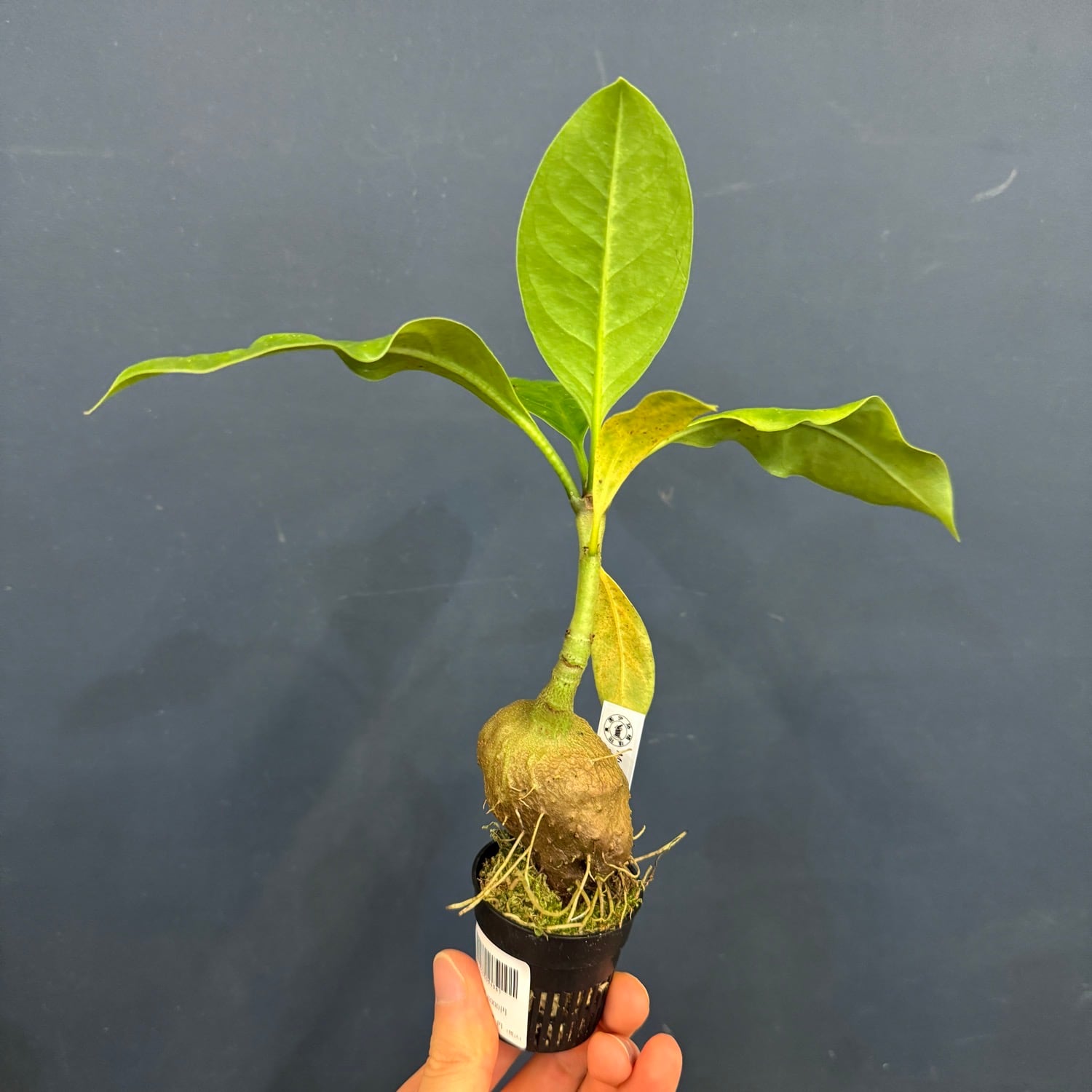 伊藤蟻】Myrmecodia tuberosa 'pulvinata' Southern Nabire, Central