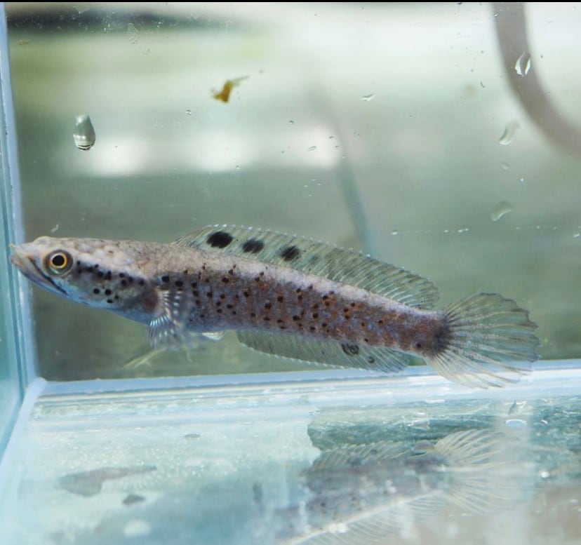 チャンナオルナティピンニス 1匹 | アクアショップあんじゅ