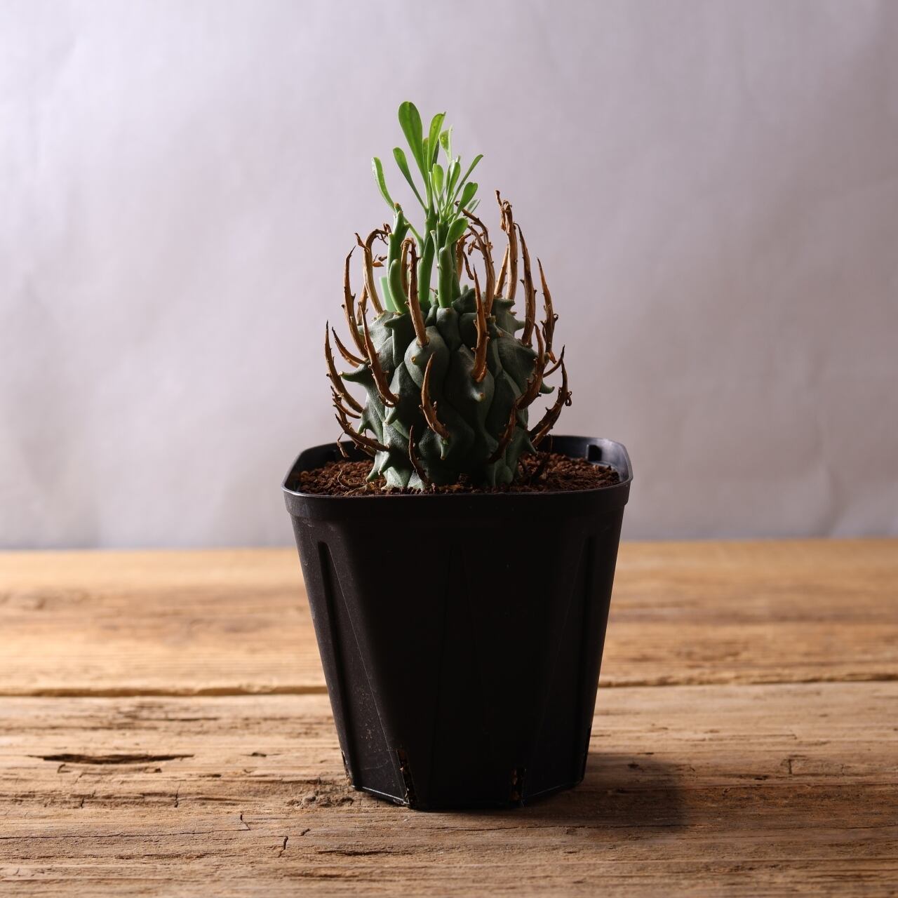 354 空へ突き上げる大地のツノ『実生ユーフォルビア 闘牛角』観葉植物