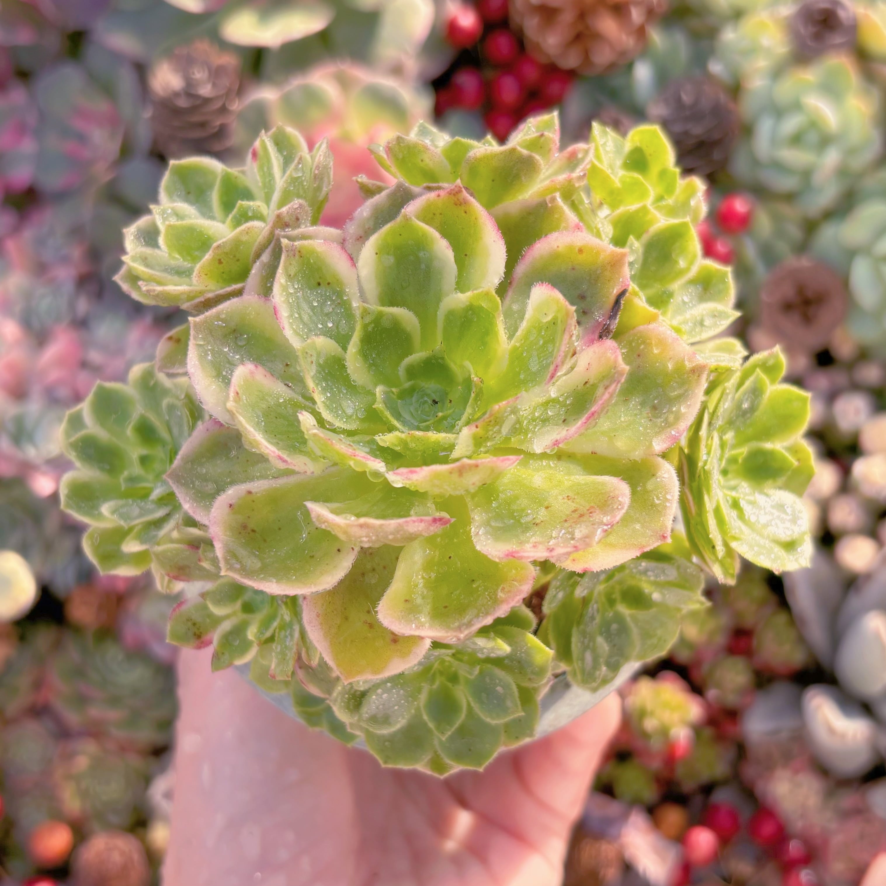 現品　海王#K044　群生　るる農園