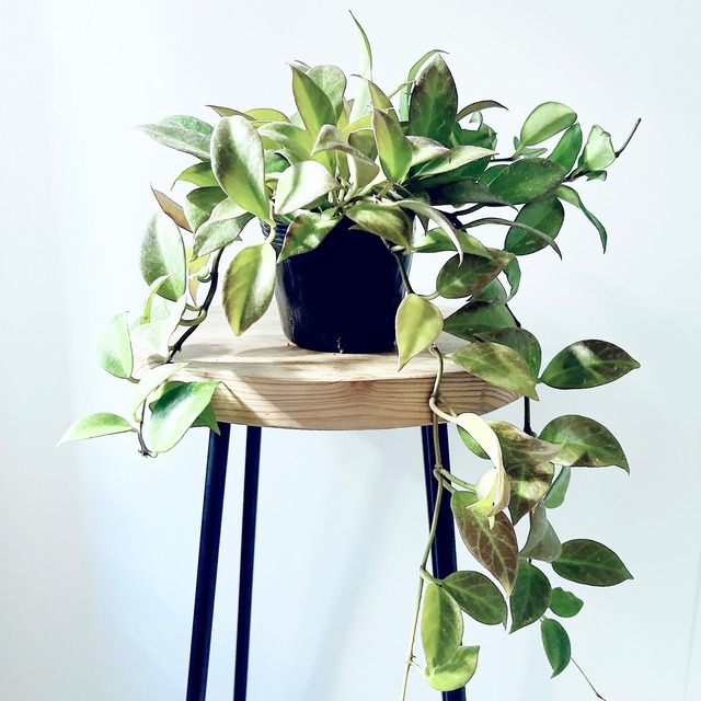 紅葉するホヤ Hoya オブスクラ ボリューム株 ロング丈4号鉢 観葉植物  calm cafe