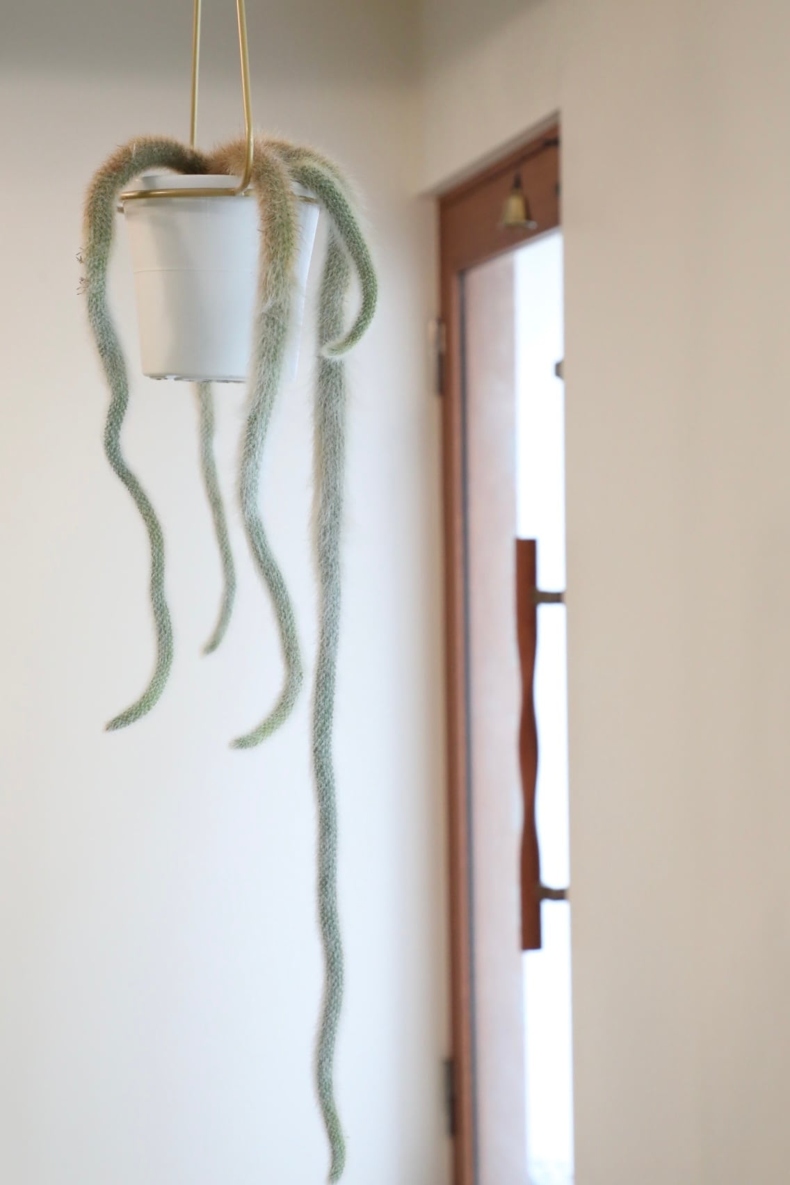 M】ヒルデウィンテラ カラデモノニス/さるのしっぽ ※ゴールド