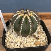 サボテン　ユーベルマニア　ペクチニフェラ【015】