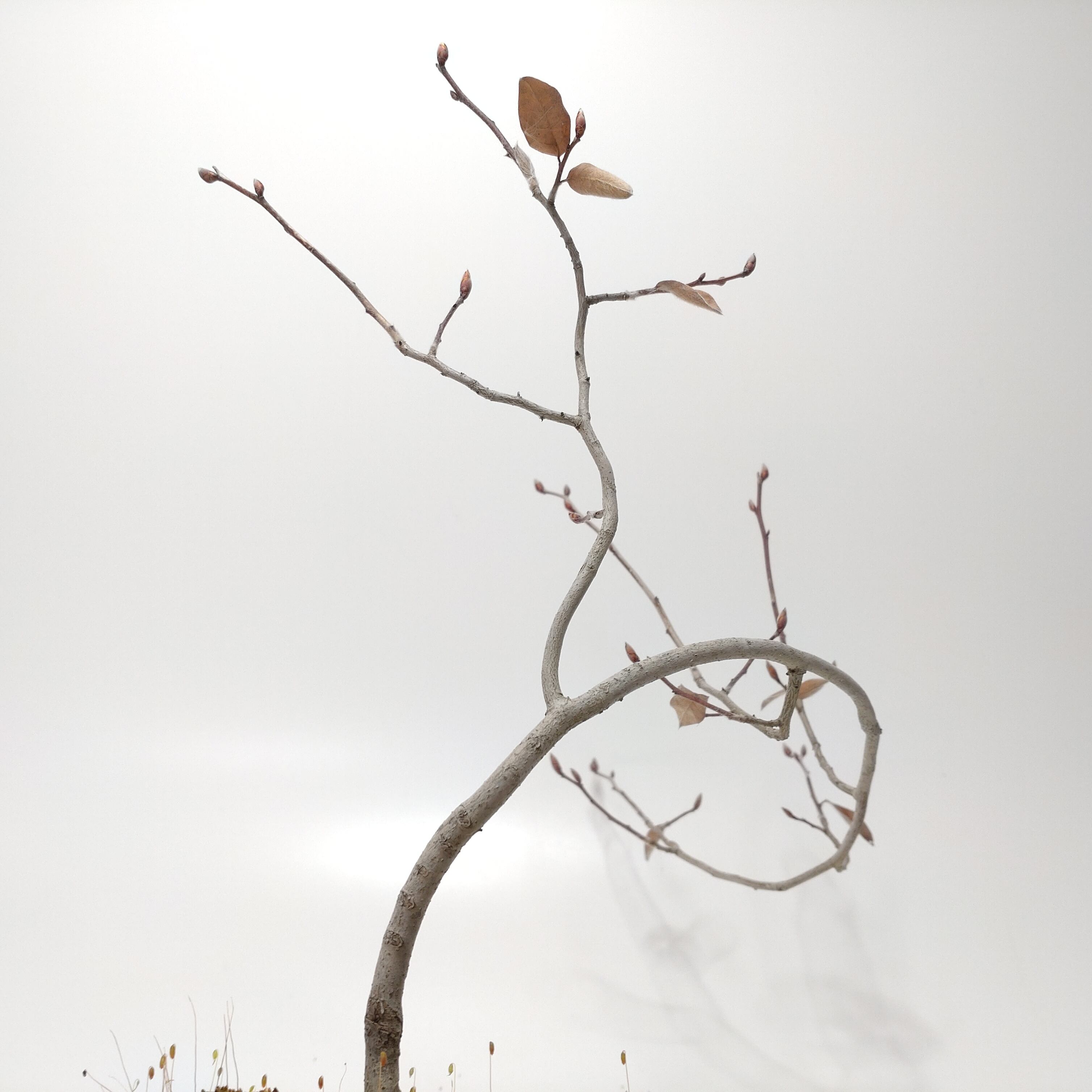 ヤマコウバシ盆栽 SS016 | 盆栽創【Bonsaisou】