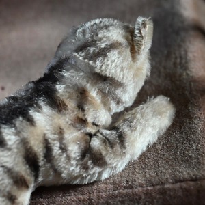 Stuffed Toy  / ぬいぐるみ〈 猫・オブジェ・ディスプレイ・アンティーク・ヴィンテージ 〉