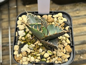 【 G-6 】oteroi seedling ①