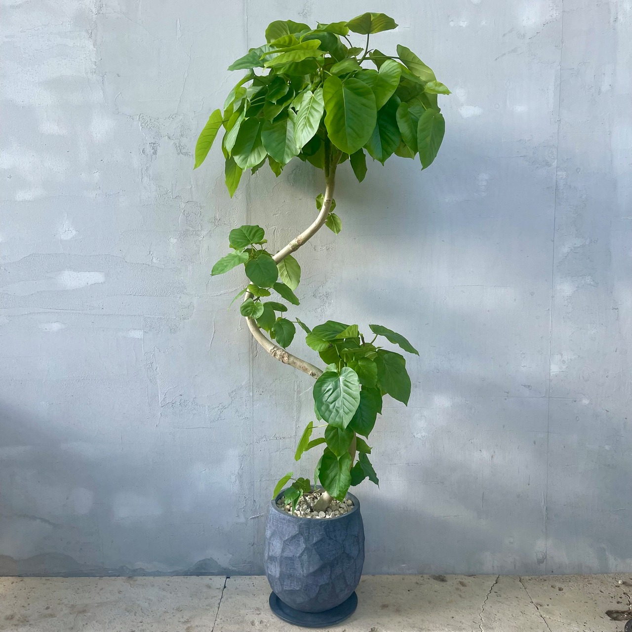 特大 フィカス ウンベラータ S字仕立て 陶器鉢 受け皿セット 植え込み 