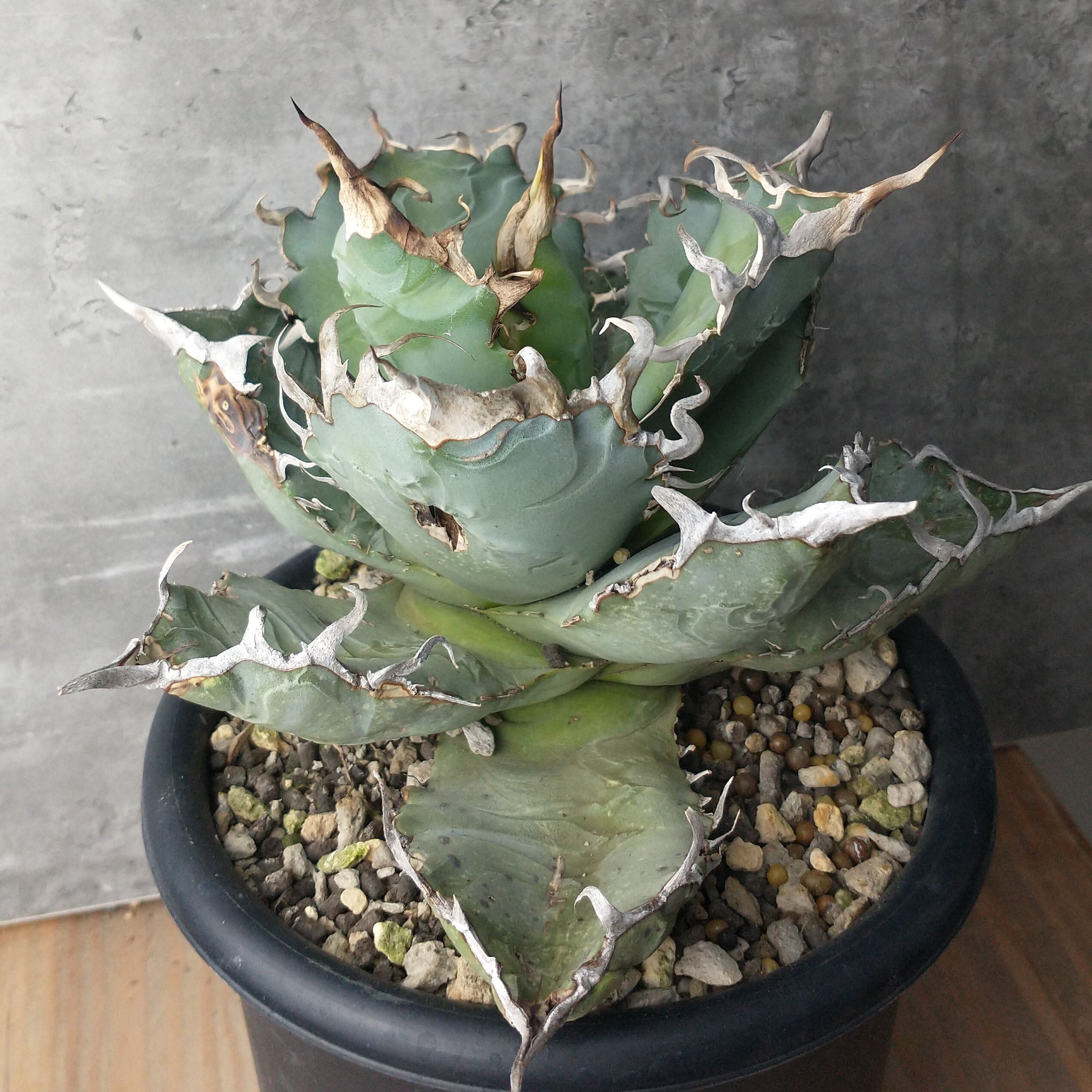 アガベの種子 オテロイ Agave oteroi - その他種、種子