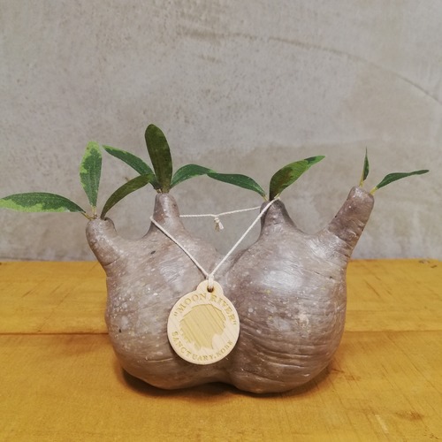 【フィギュア】パキポディウム・グラキリス　ダブルヘッド