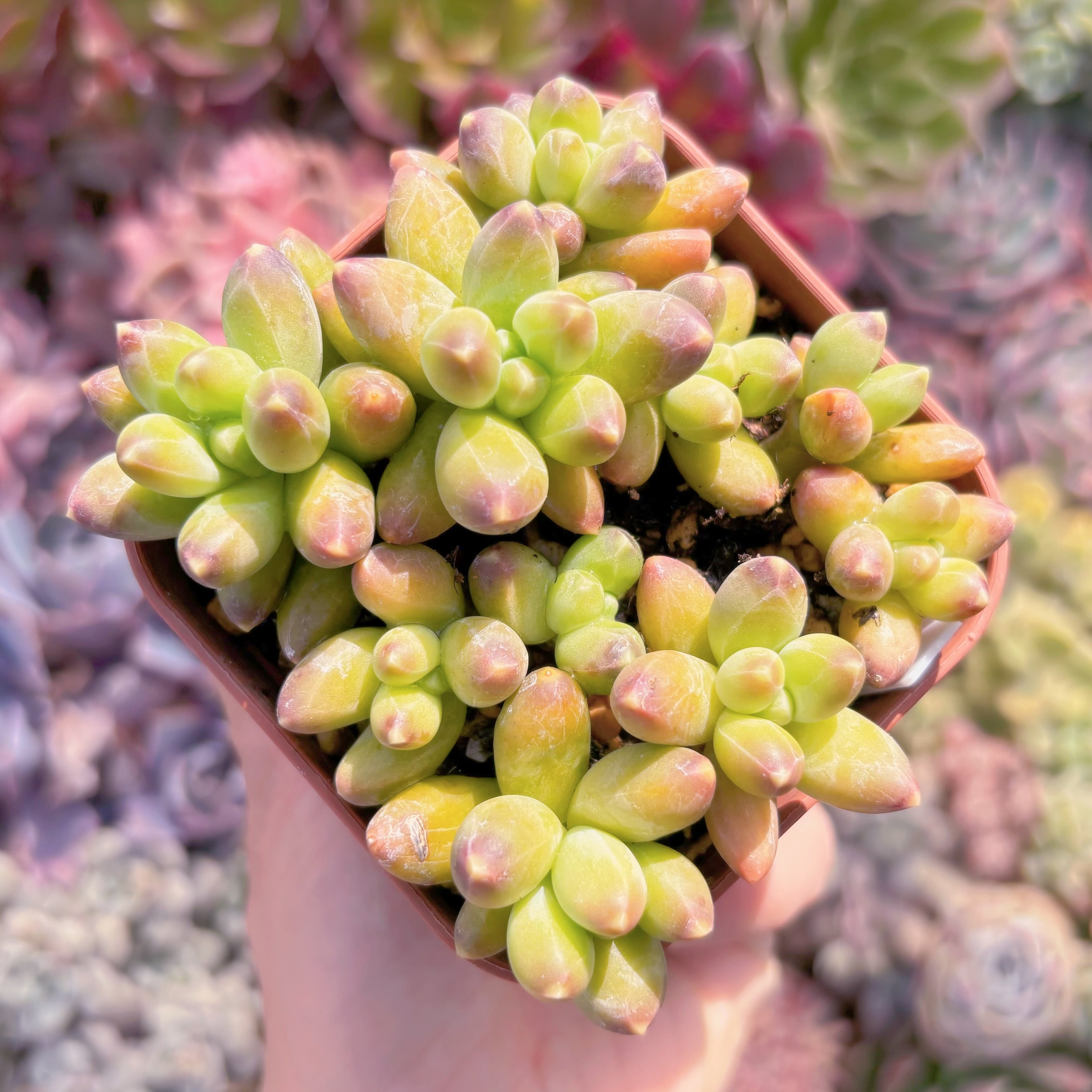 現品　千代田の松#2001　るる農園