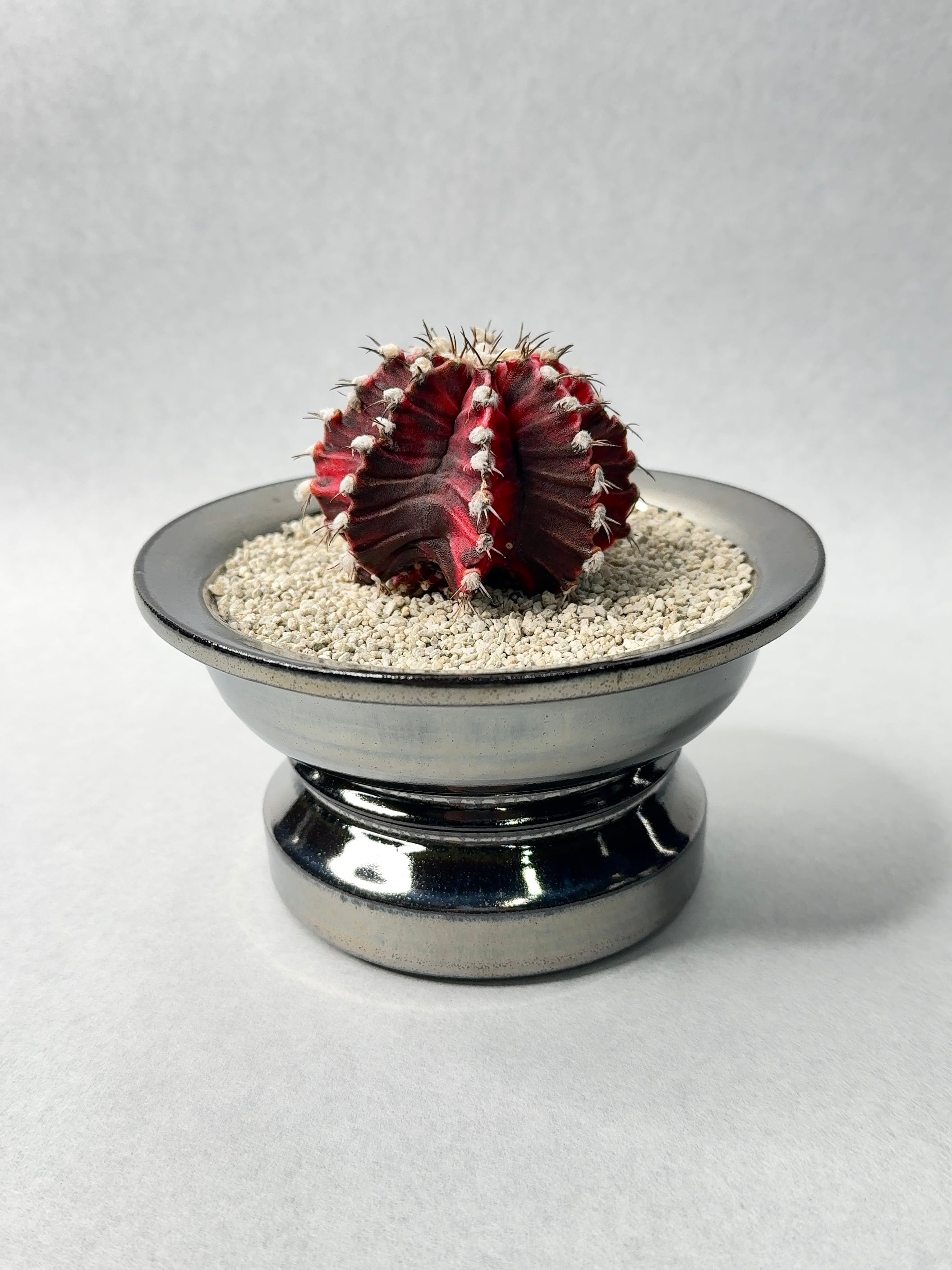 ギムノカリキウム・緋牡丹錦 | trigger