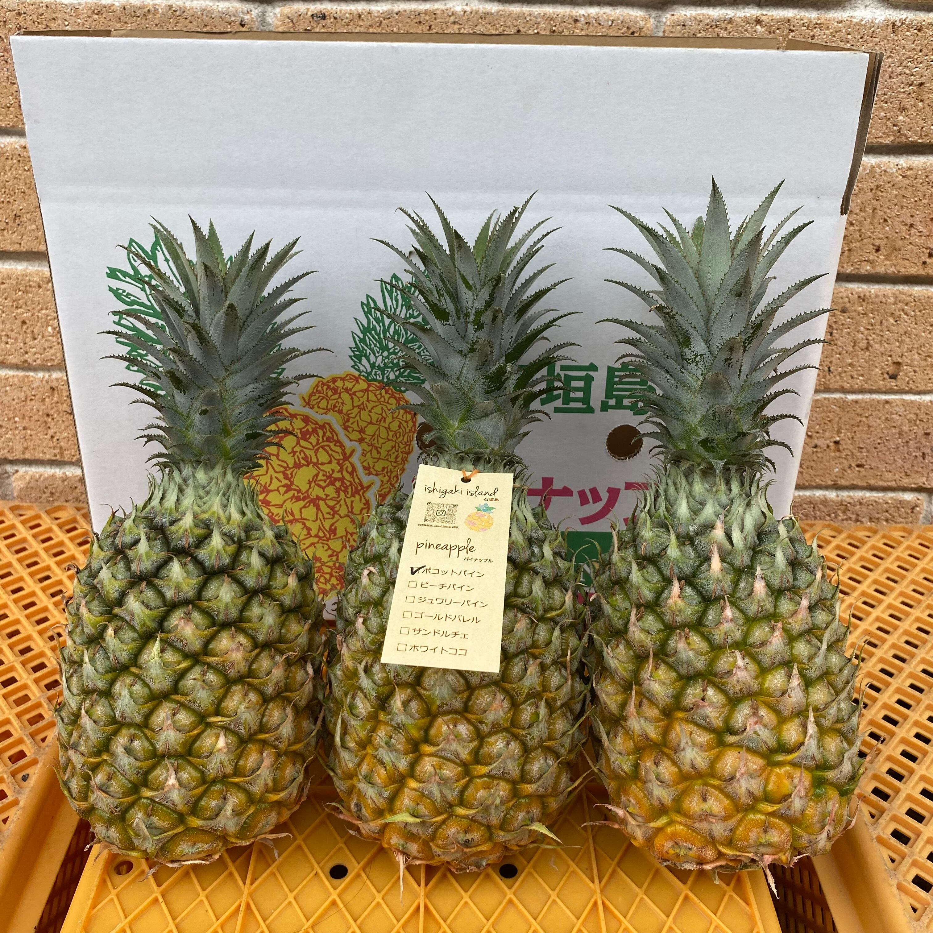 石垣島 前花パイン農園