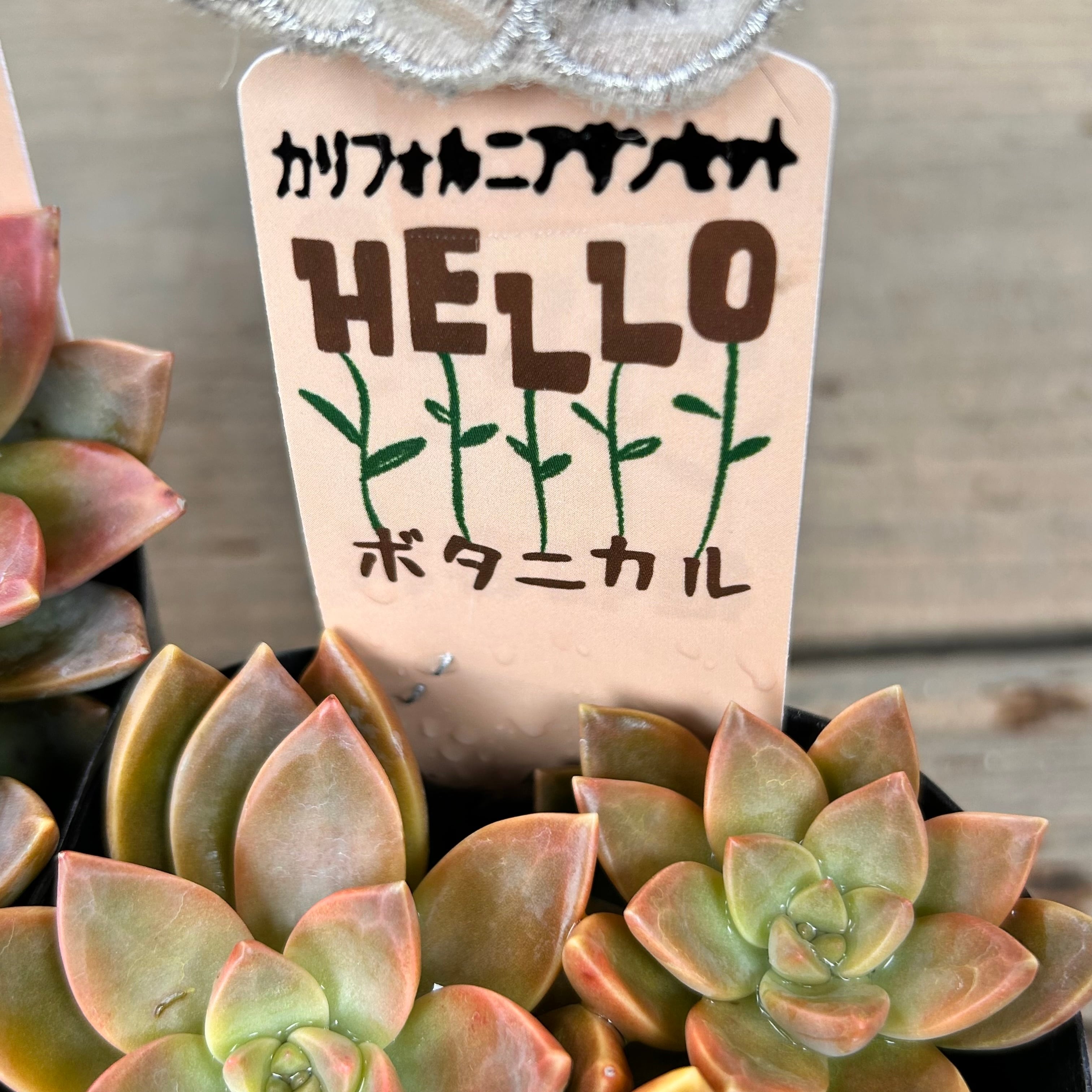 チーズです！多肉植物 カリフォルニアサンセットと姫秀麗♡ 紅葉多肉たち | 小さな多肉の成長日記 チーズ様専用です！多肉植物