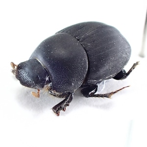 アルゼンチン産 Ateuchus sp. 1ex 8mm