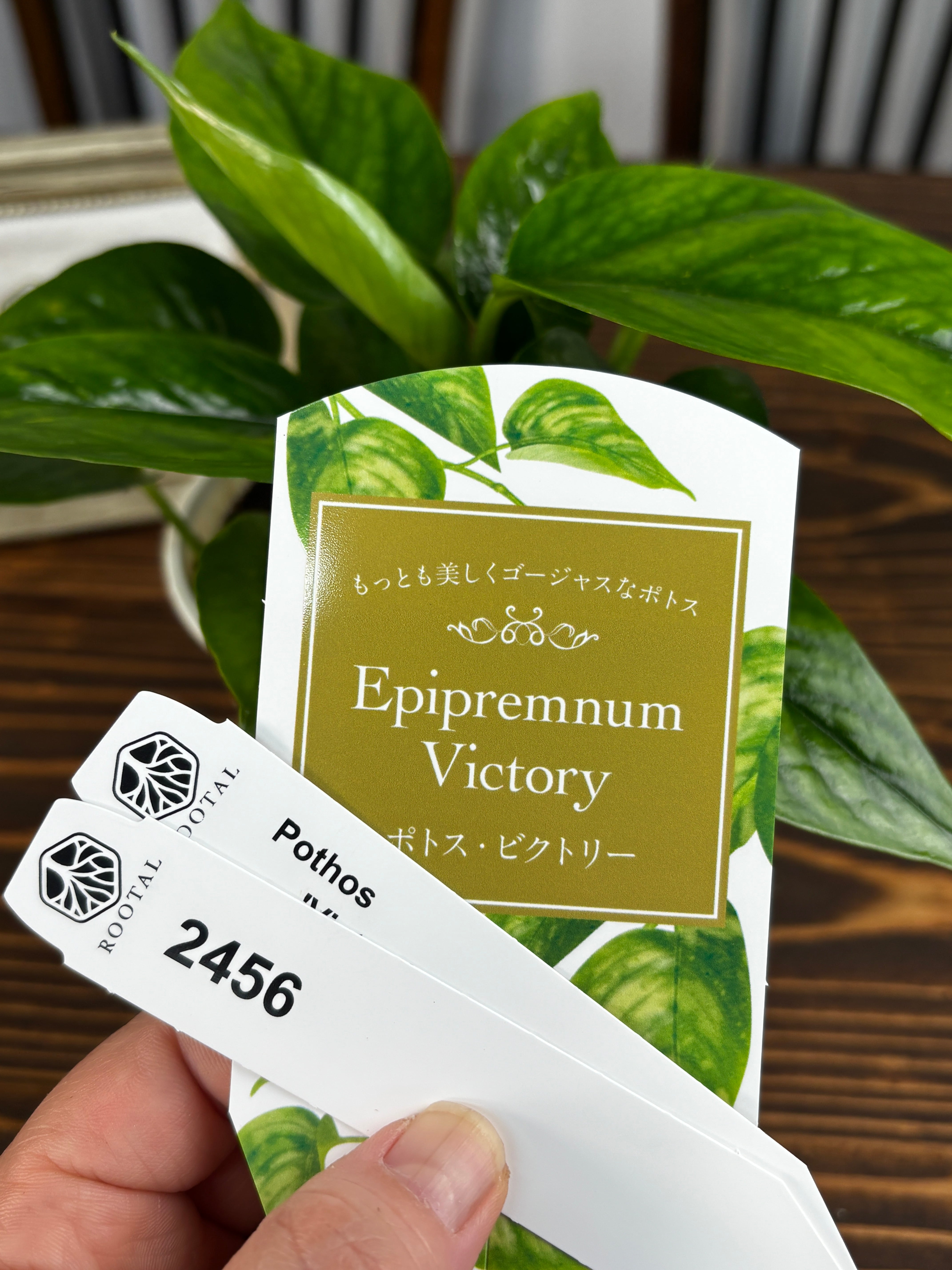 ★2456【独占販売!迷彩ポトス】ポトス ビクトリー(3号ポット)