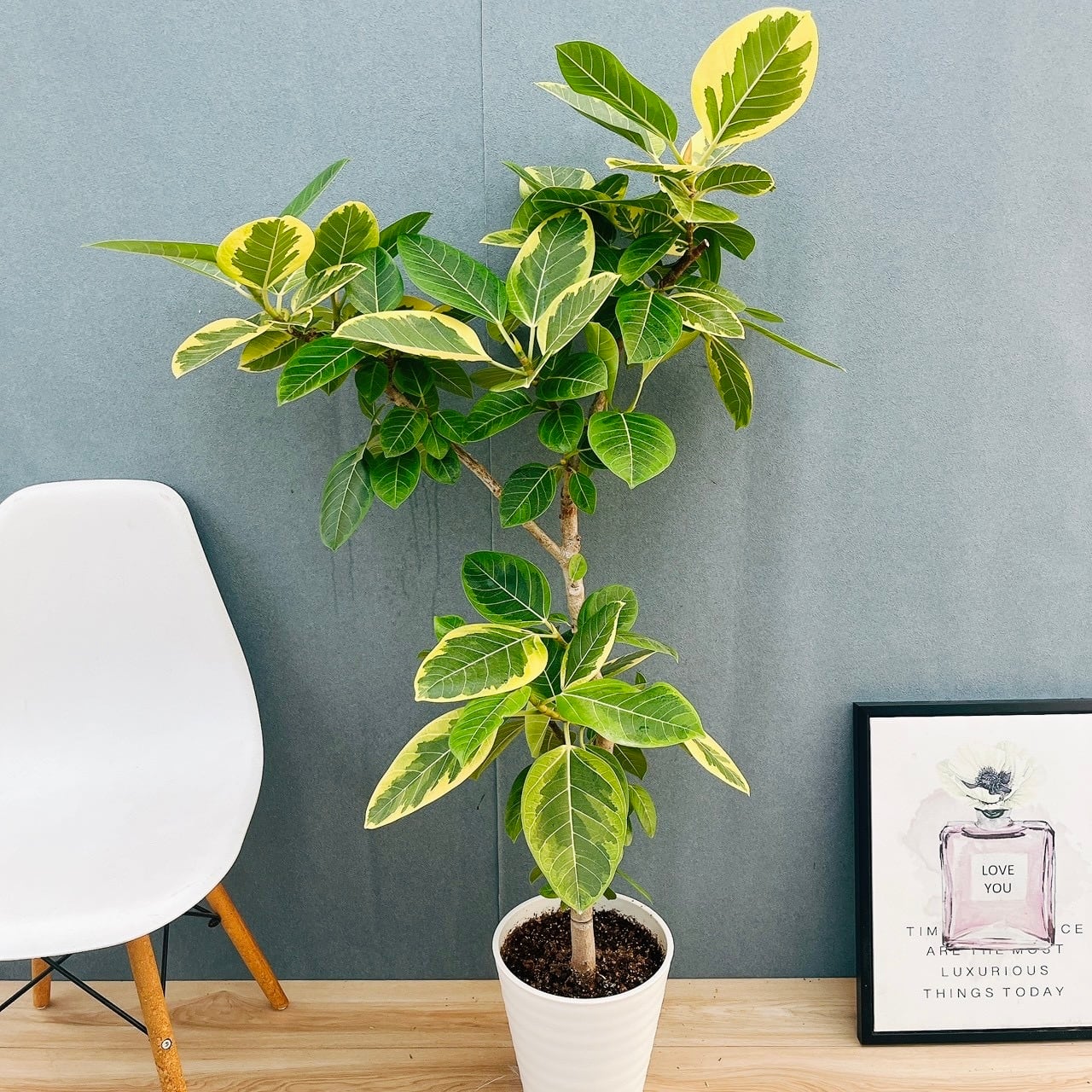 現品］【希少】14番 ドラセナ コンシンネ マジナータゴールド 8号 観葉