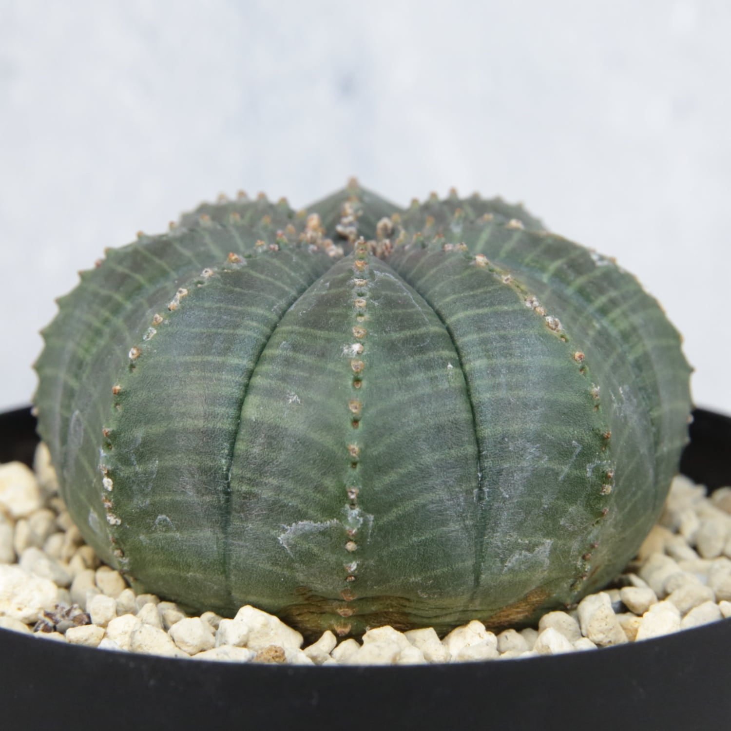 メス株 まん丸 扁平 オベサ / ユーフォルビア | LIGHTHOUSE.PLANTS