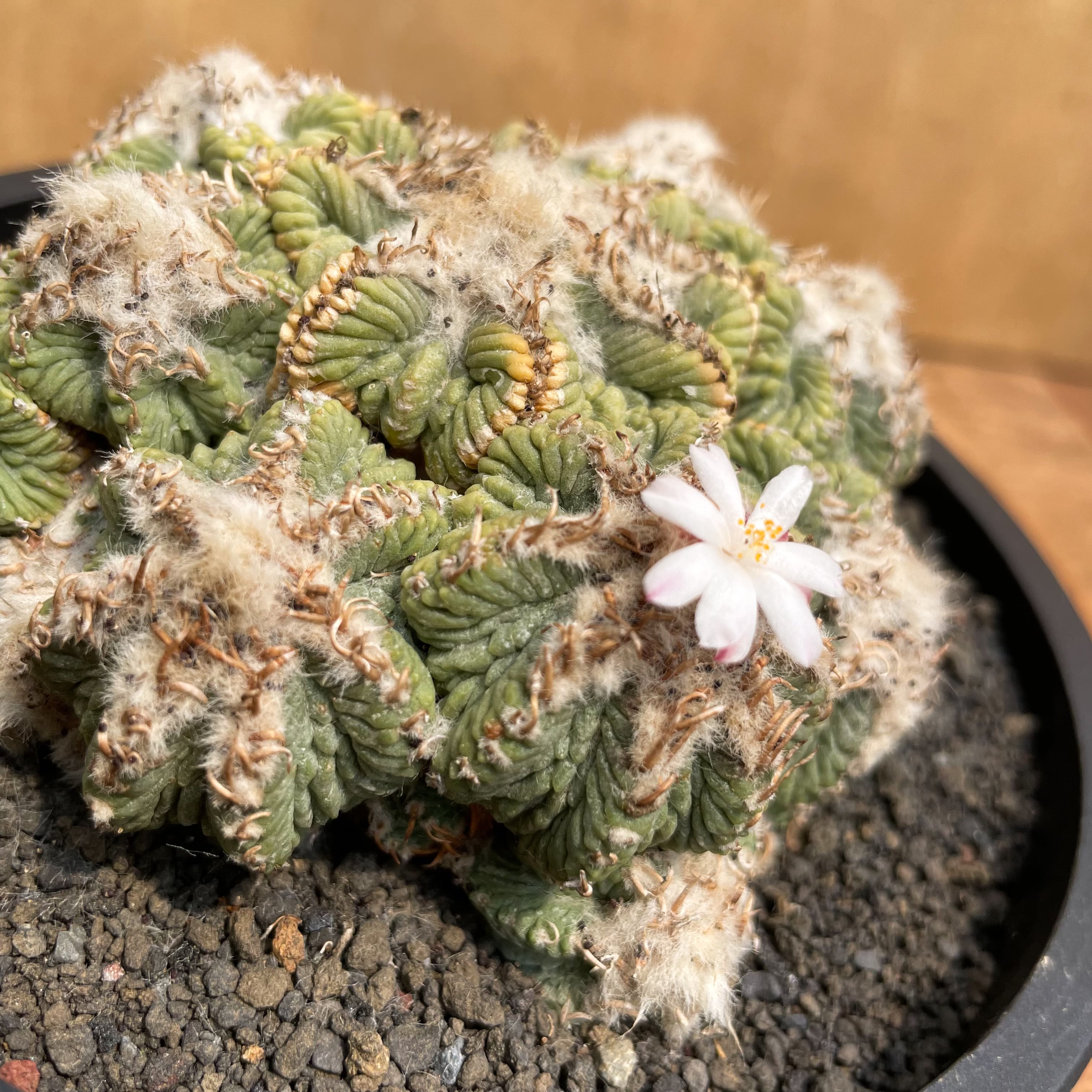 Aztekium ritteri【アズテキウム・花籠・実生】 | RIMO'S GREEN