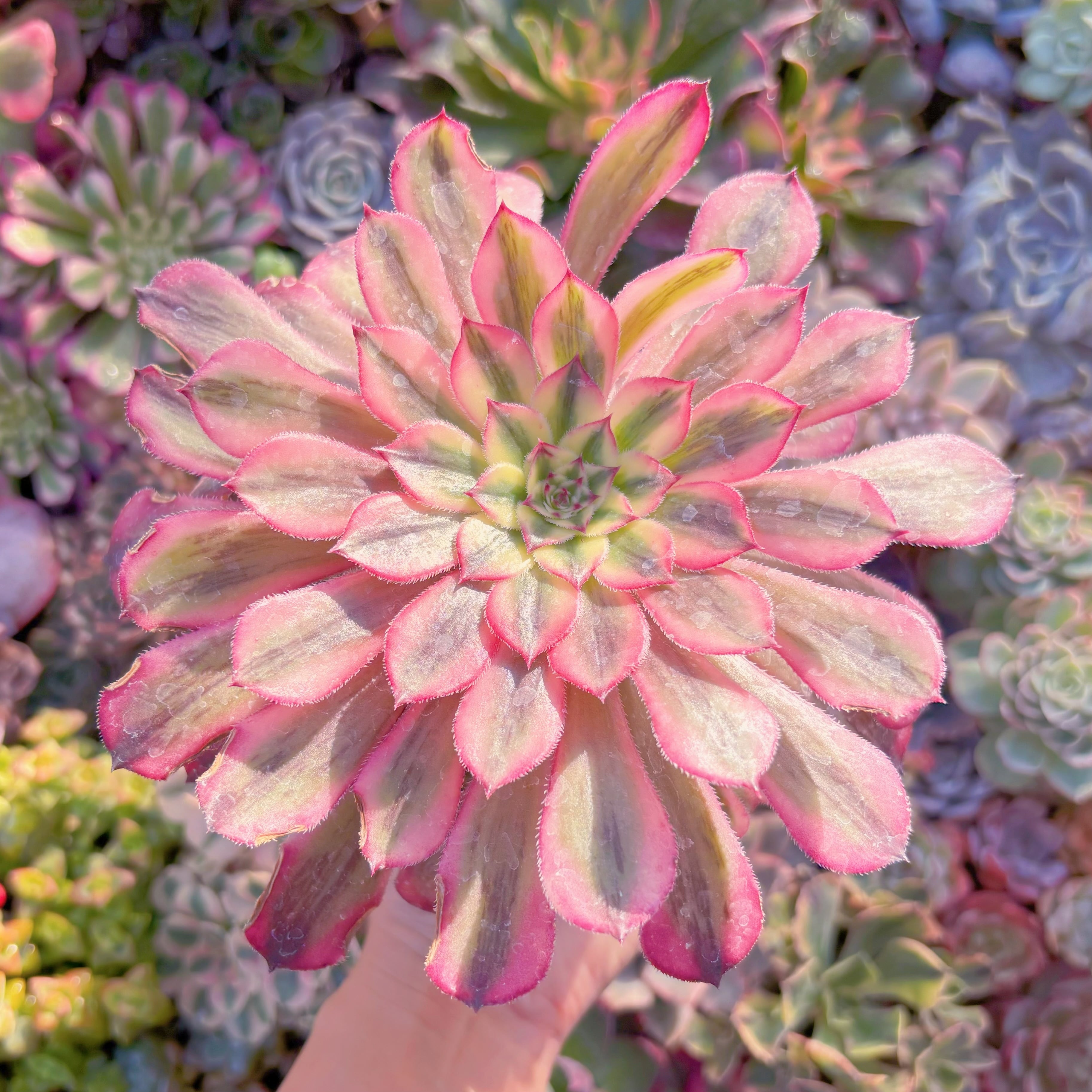 現品　白月光#A071　大群生　るる農園