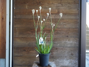 【現物】カンガルーポー　”ブッシュダイヤモンド”