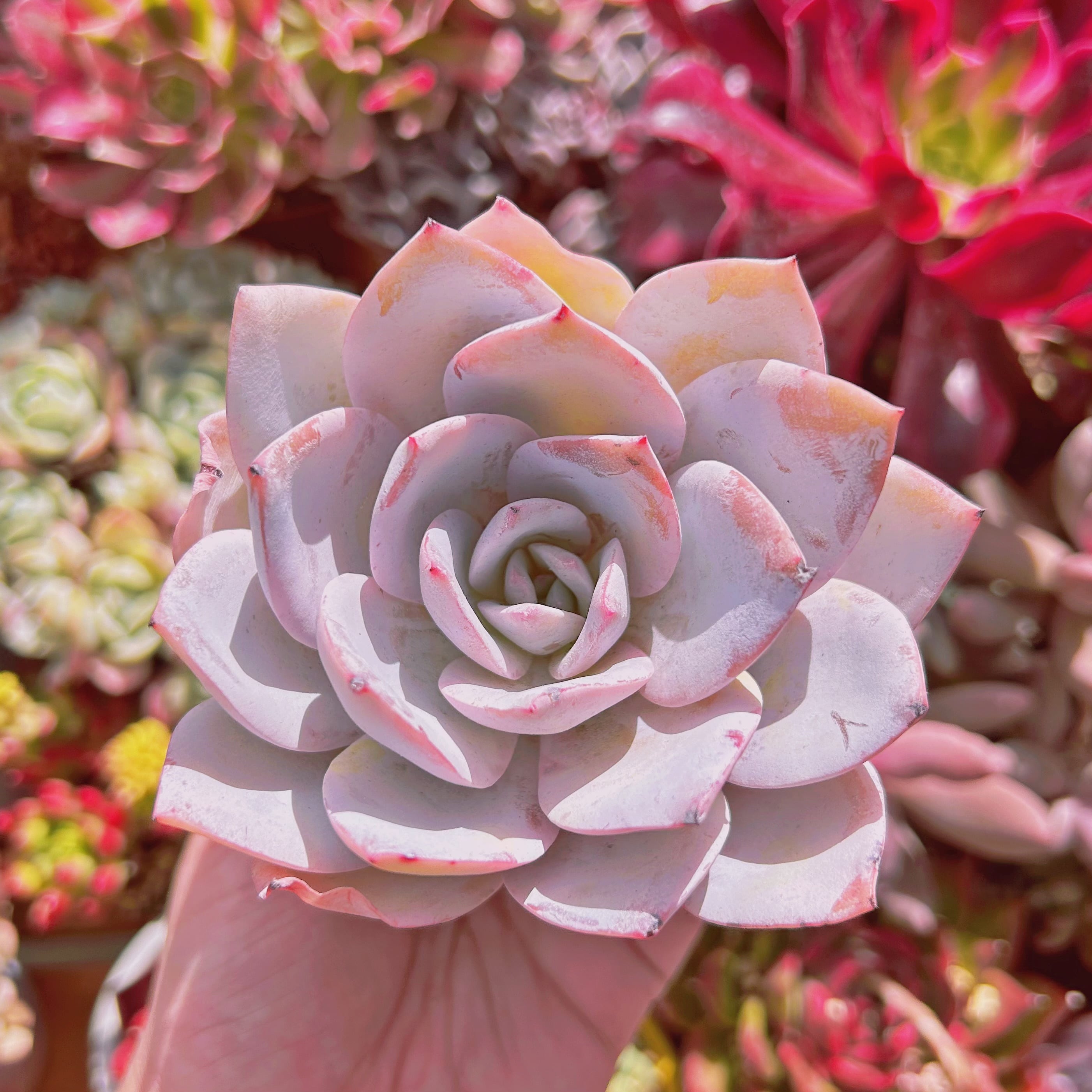 多肉植物　カンテxラウイ　特大