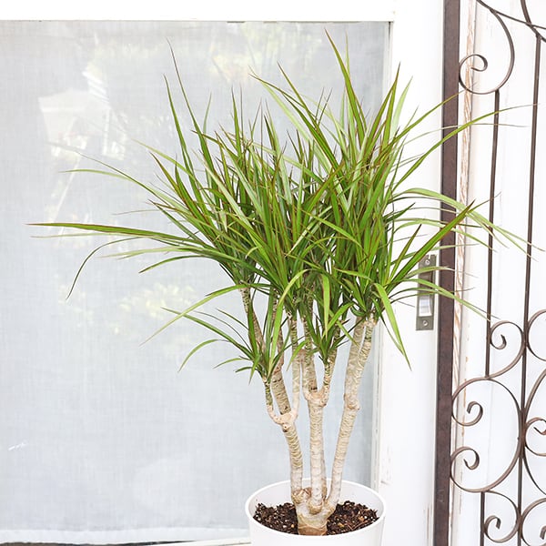 現品 ドラセナ コンシンネ マジェンダ 観葉植物 インテリア インテリア