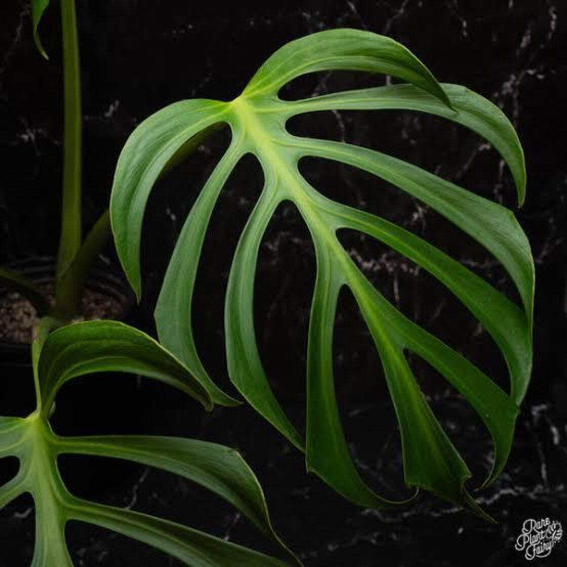 モンステラ バールマルクスフレーム / Monstera 