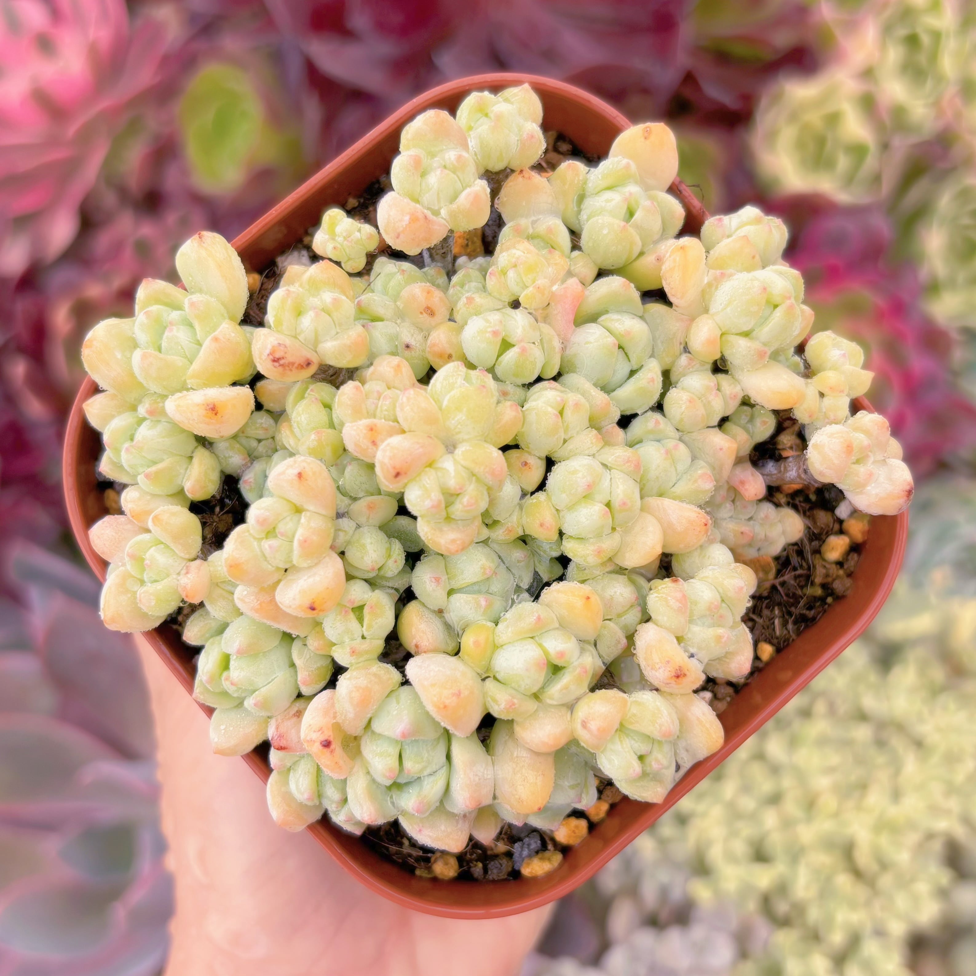 現品　香姫#F246　古株　るる農園