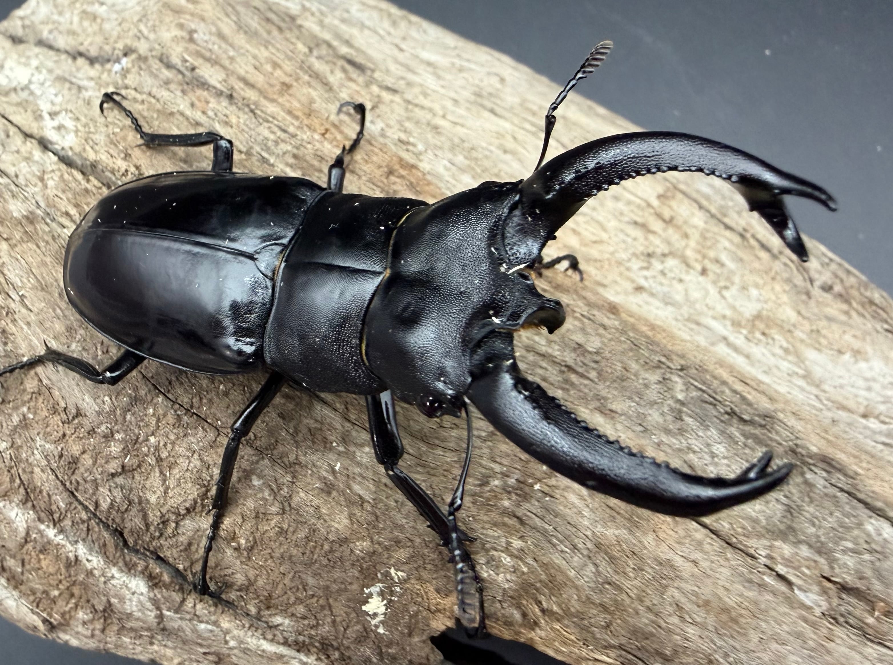 WD】《ブケットフタマタクワガタ 71mm ペア》 | KPW公式オンラインショップ