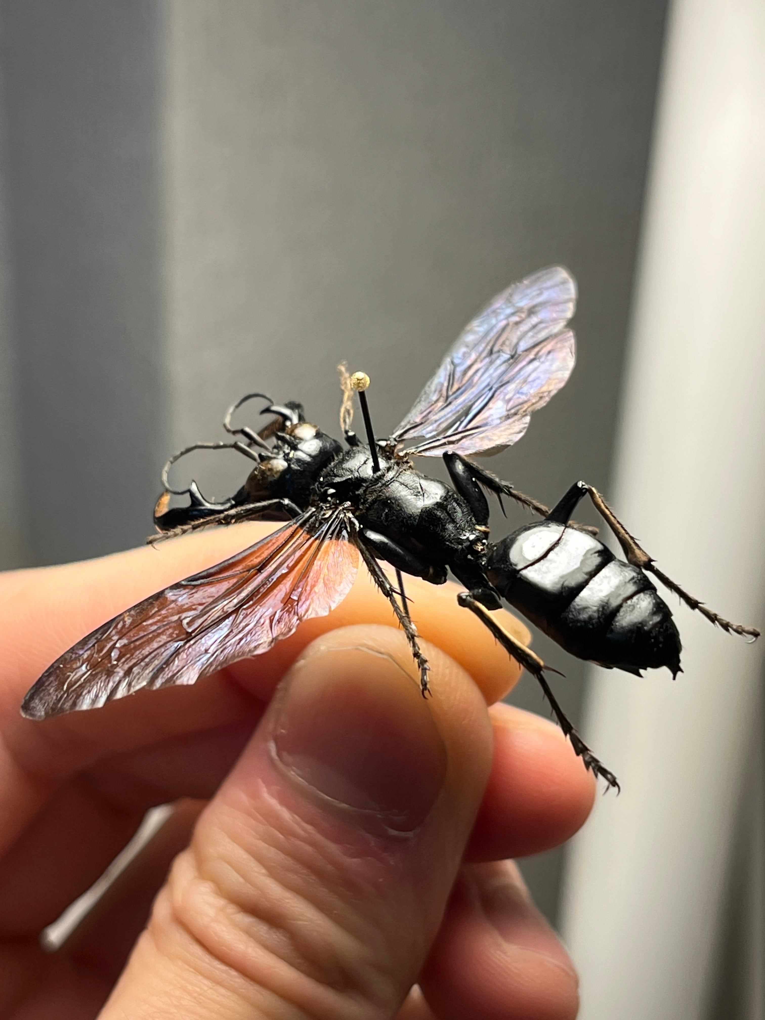 大顎44mm】メガララガルーダ ハチ蜂スズメバチタランチュラホーク 昆虫