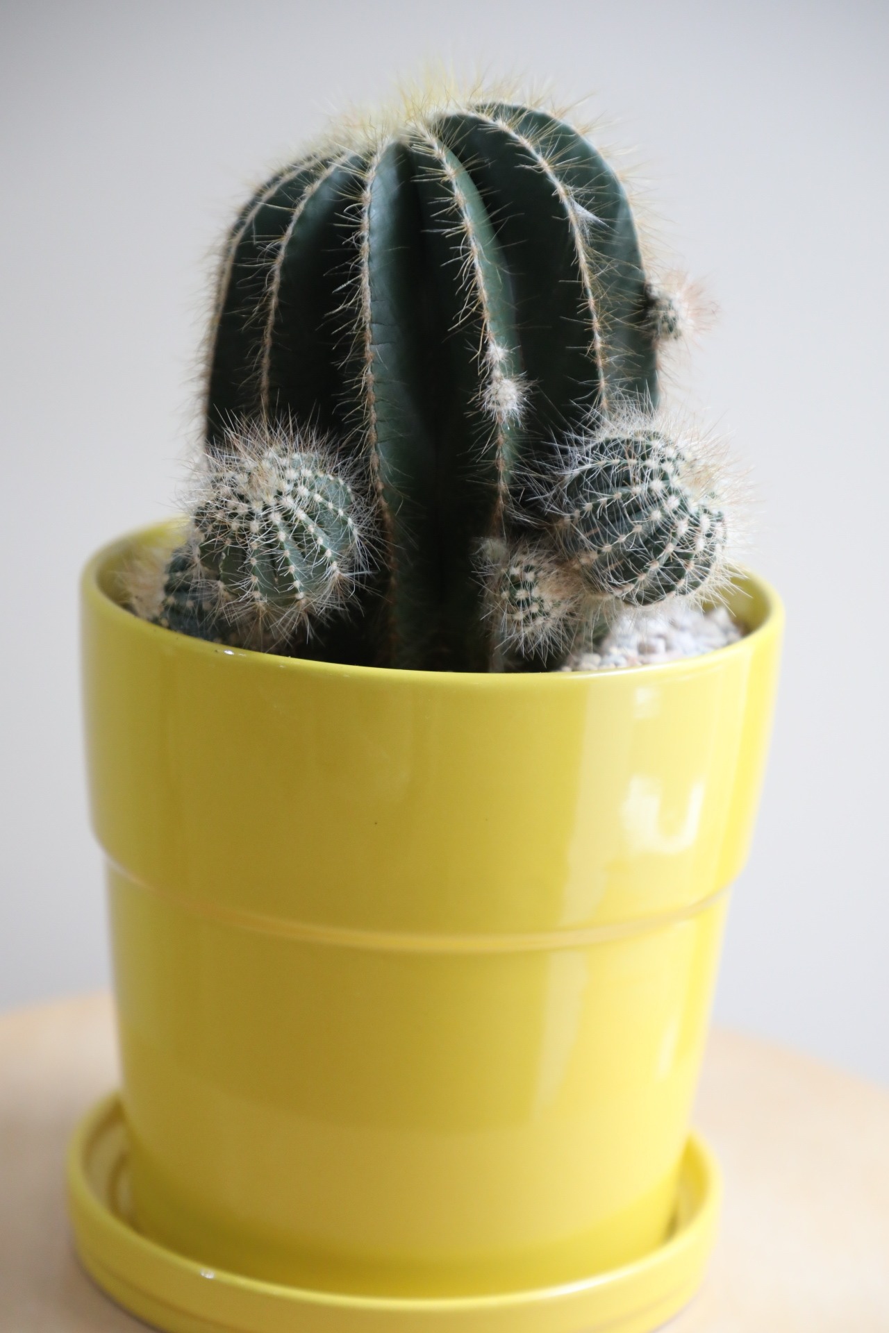 【M】英冠丸/Eriocactus magnificus