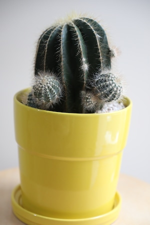 【M】英冠丸/Eriocactus magnificus