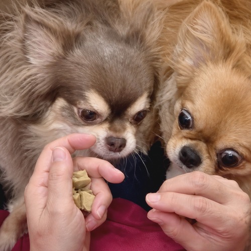 愛犬のためのおやつ ヤギばぁの犬用くわクッキー(大)200g・画像8
