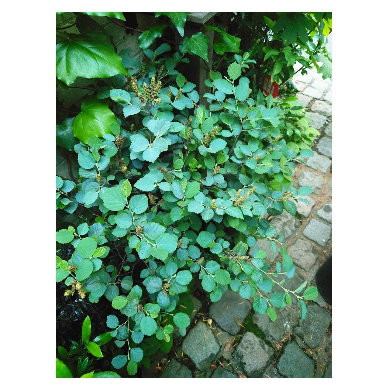 Fothergilla major 'Blue Shadow' | Seeding