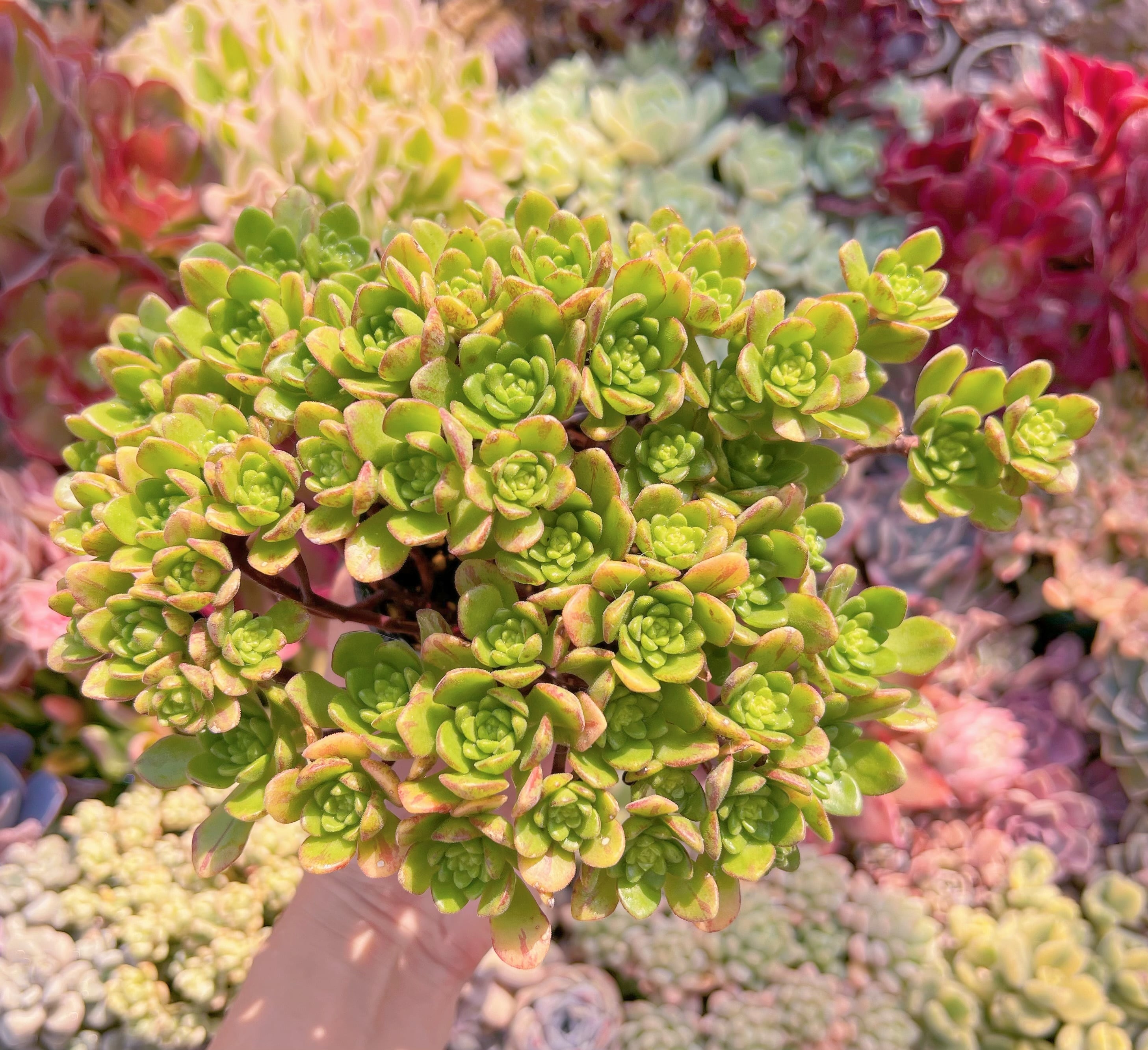 現品　little fox#281　新入荷　るる農園