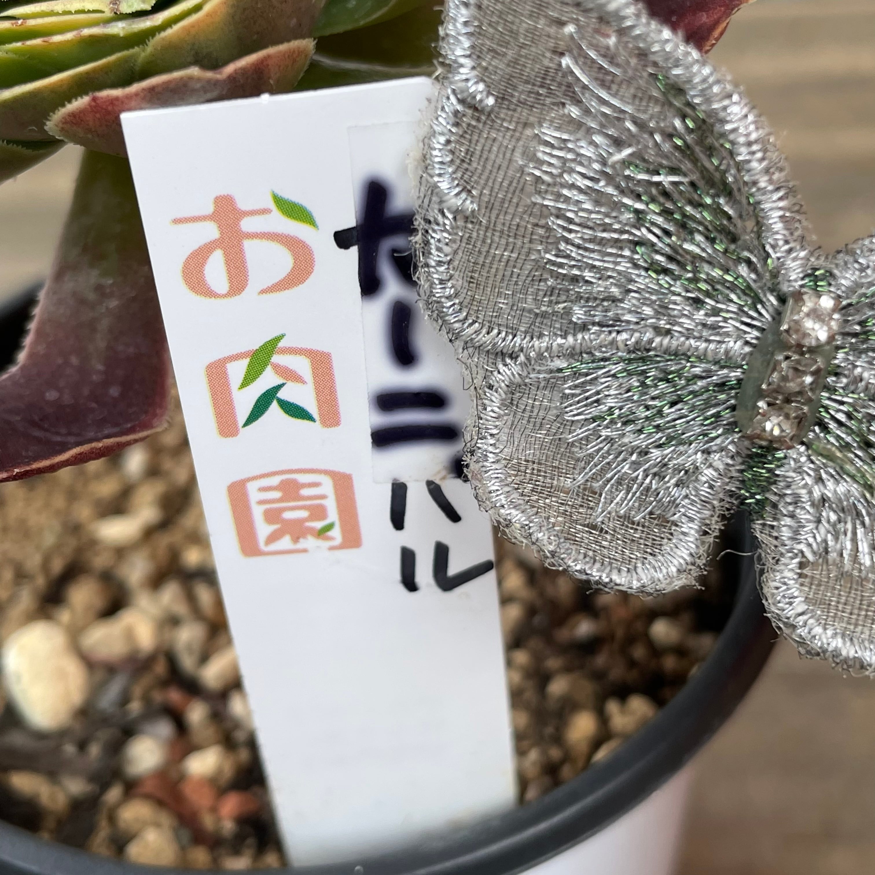 T)カーニバル アエオニウム | RuPo 多肉植物専門店