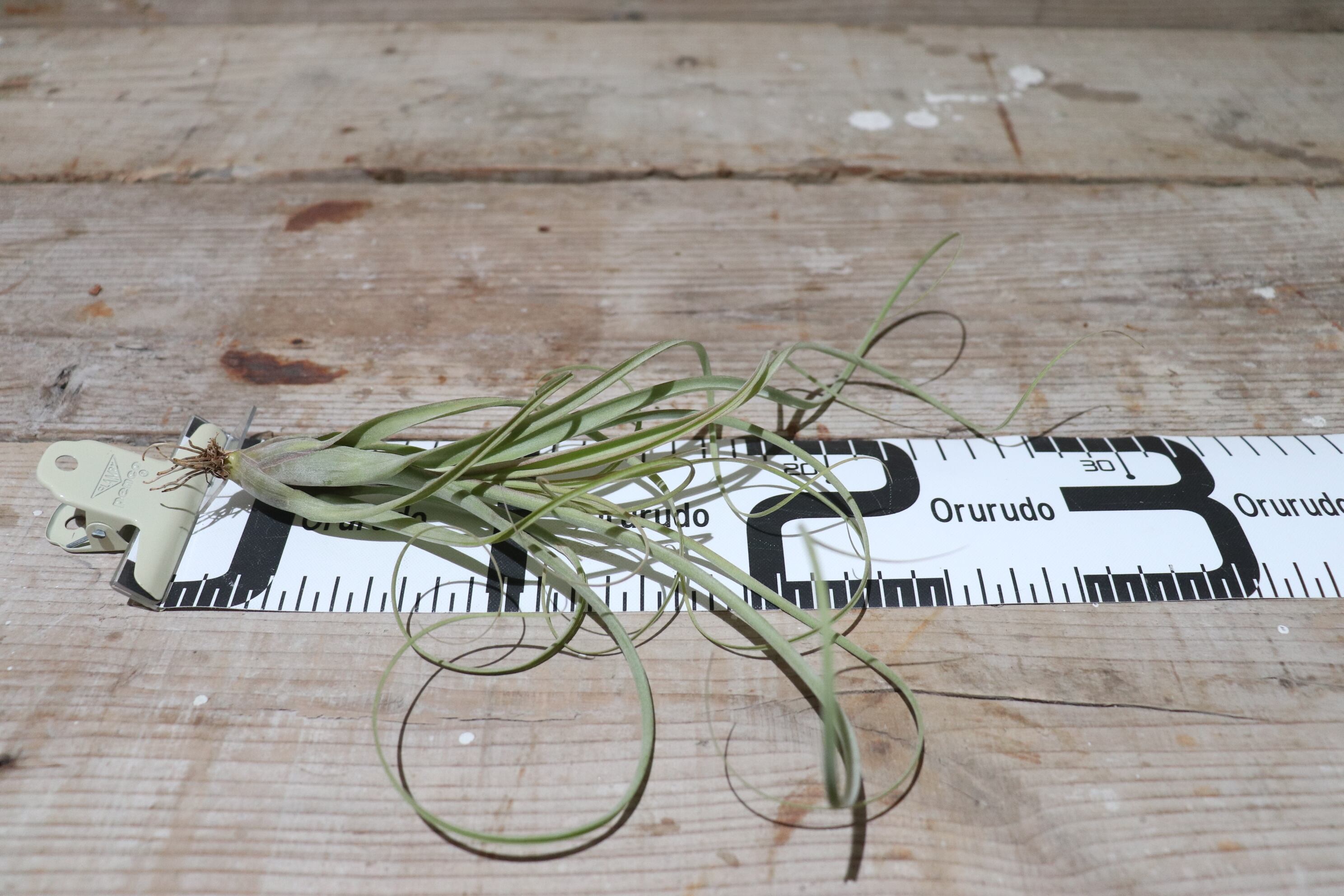 Tillandsia Seleriana Green Giant 速達発送 Tillandsia Seleriana Green Giant 速達発送