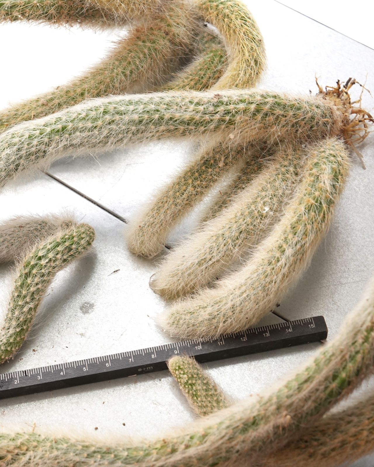 発根済カット苗 クレイストカクタス カラデモノ 20cm超 群生 Cleistocactus winteri ssp.colademono