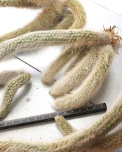 発根済カット苗 クレイストカクタス カラデモノ 20cm超 群生 Cleistocactus winteri ssp.colademono