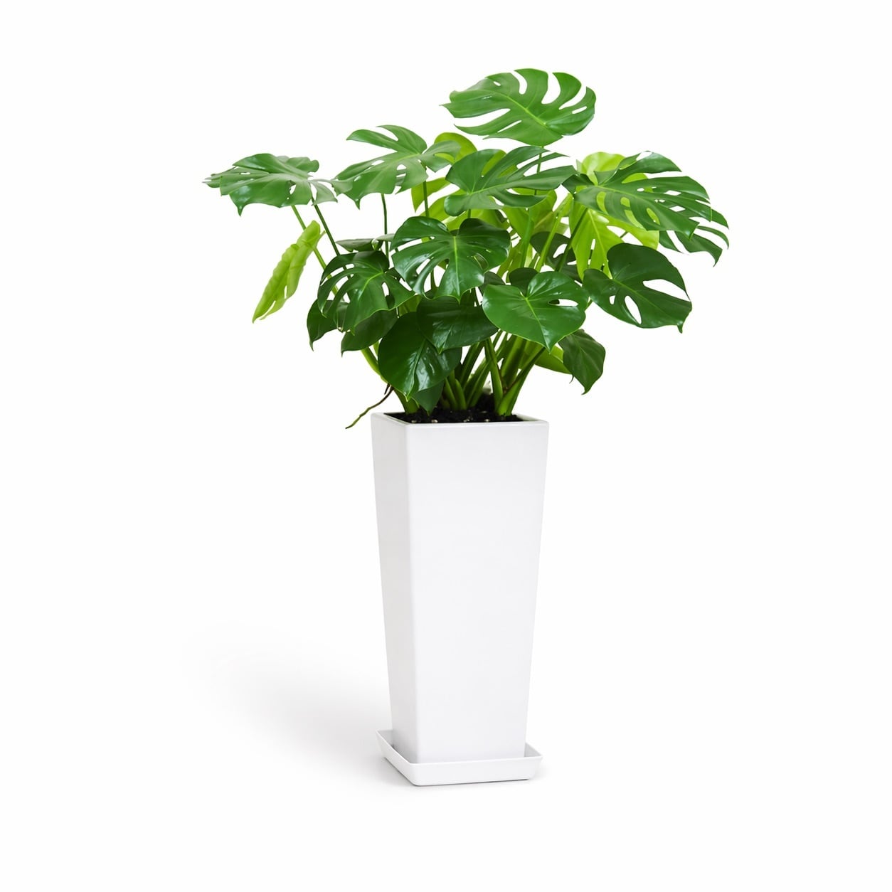 バリ島を感じれる観葉植物モンステラ 8号 陶器鉢 | インテリアグリーン