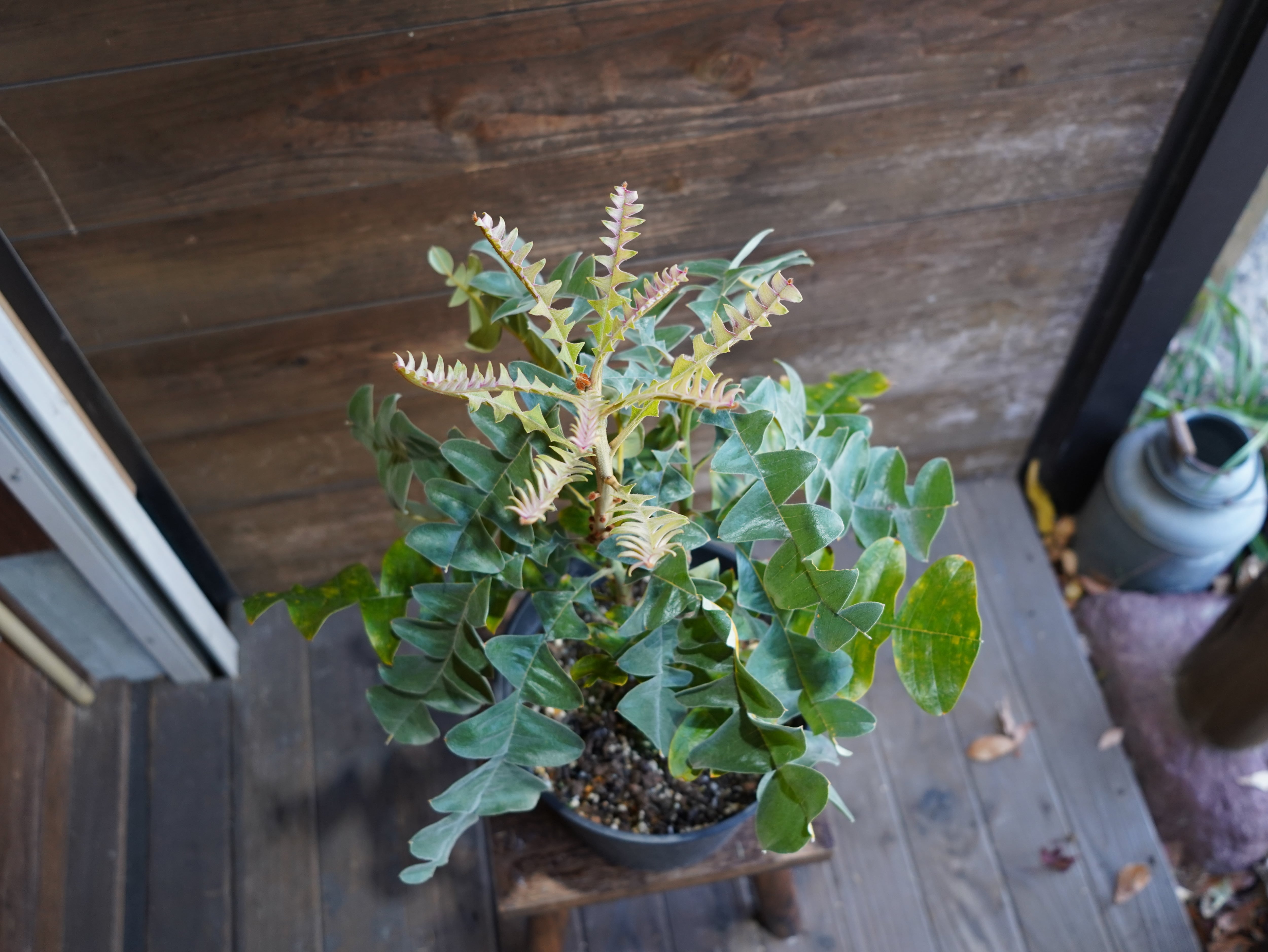 【現物】バンクシア　”グランディス”