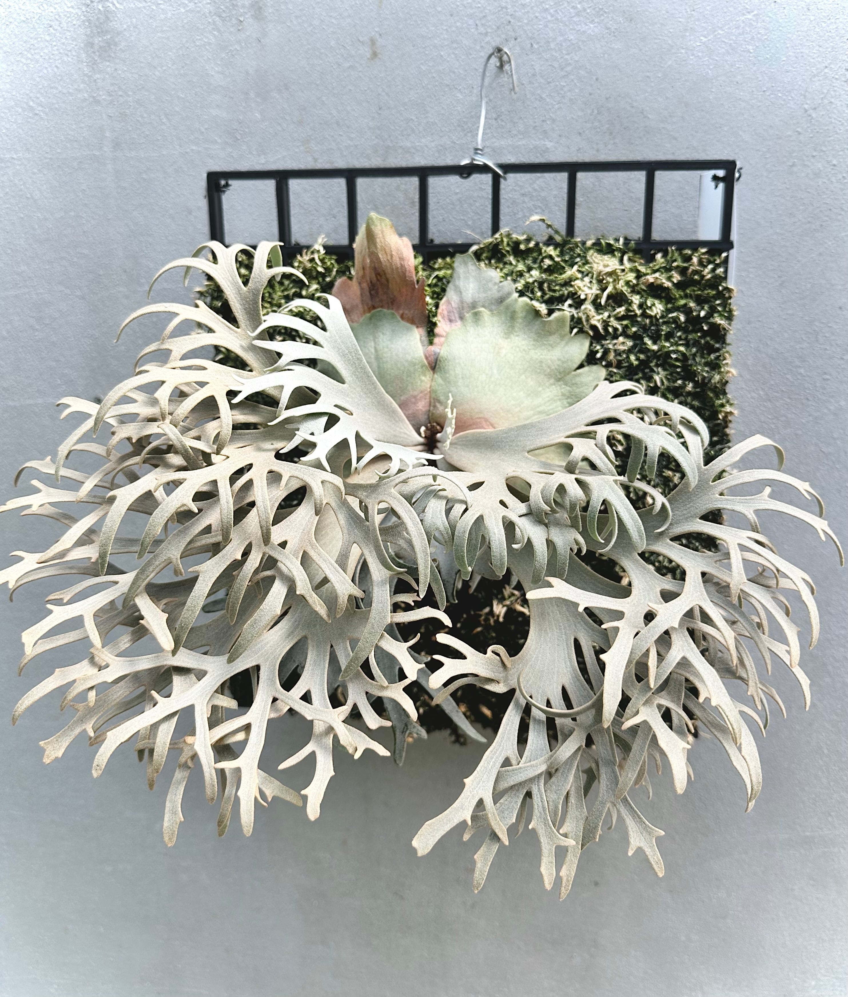 Platycerium_ビカクシダ | vandaka plants