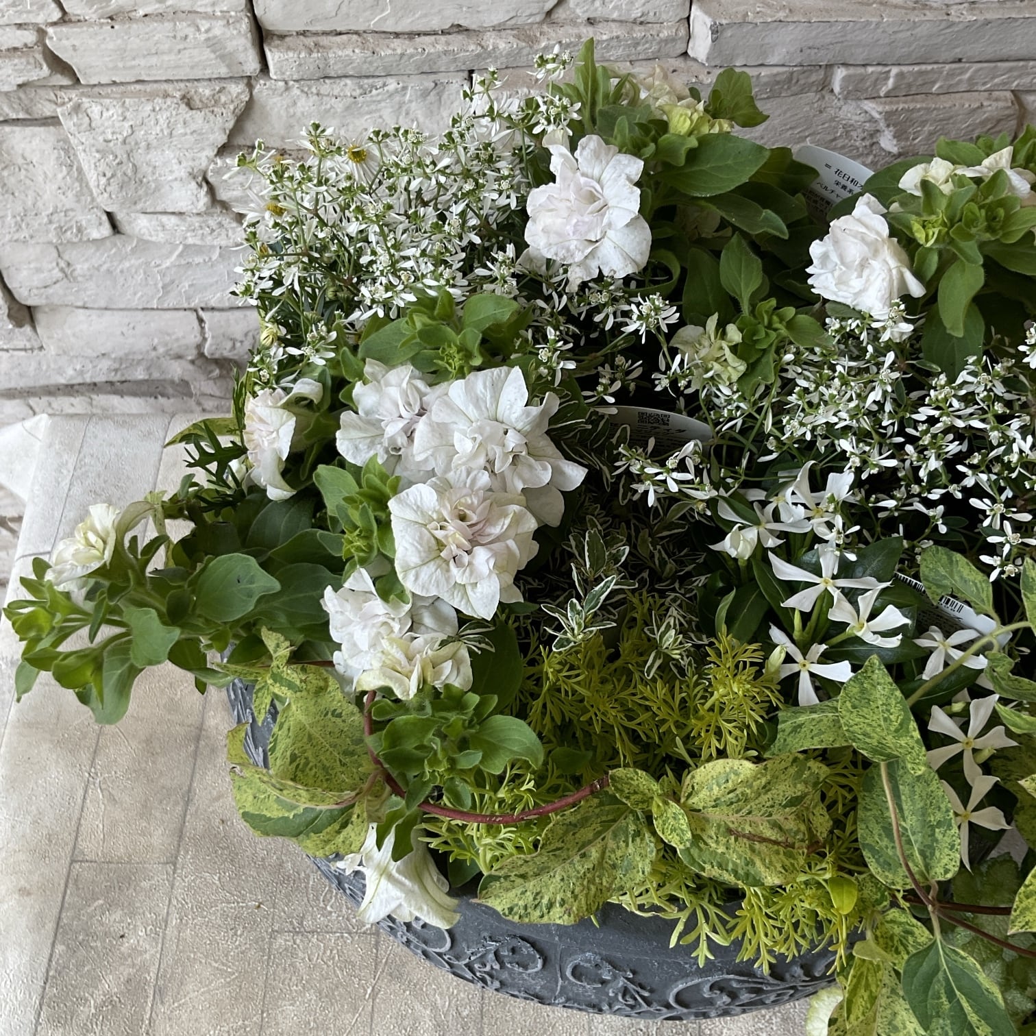 自分で作る寄せ植え花苗セット】花日和ペチュニアベルチャームで作る