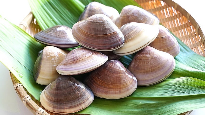 千葉県産 活ハマグリ砂抜き 特大1Kg 【〆印島長水産】本州・四国のみ