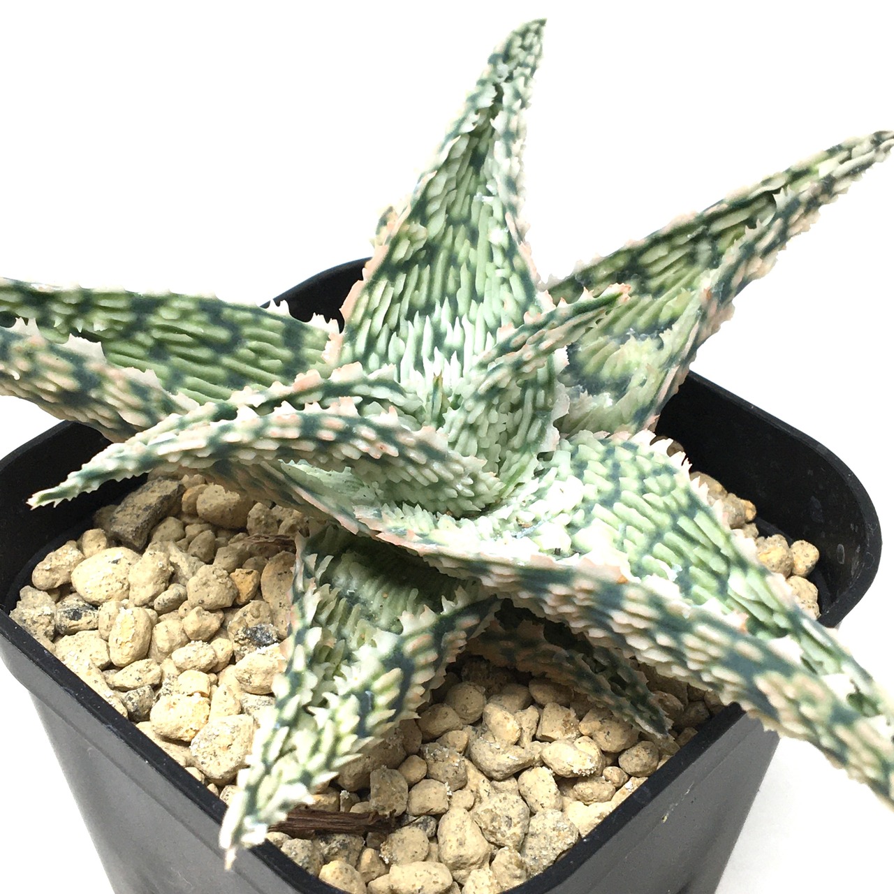 アロエ　ハイブリッド【054】